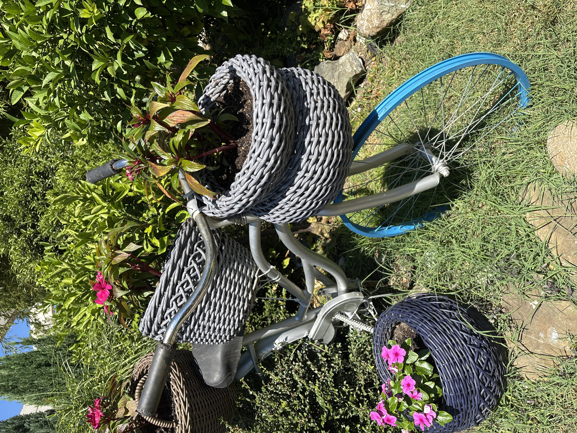 A silver bicycle is parked upright on a patch of grass in a garden. The bicycle is decorated with wicker baskets filled with plants and flowers. A large gray wicker basket is attached to the handlebars and contains a plant with green and red leaves. Another similar basket is attached to the rear of the bicycle, holding soil. A dark blue wicker pot with pink flowers sits on the ground next to the bicycle's front wheel. The bicycle has a blue rim on its front wheel. The garden is lush with green bushes and trees, and the sun is shining, casting shadows. The scene is likely located in Sochi, Russia, given the presence of lush vegetation common in the region's subtropical climate.