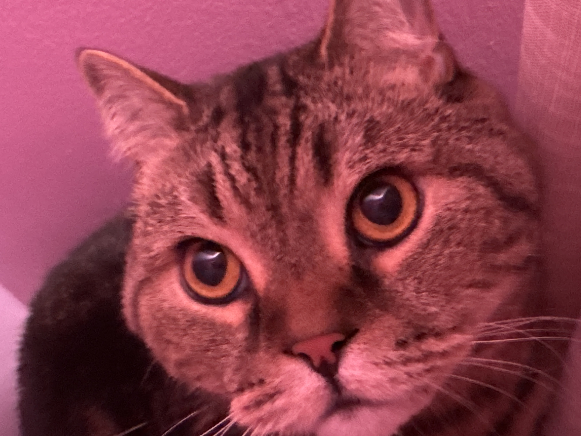 The image shows a close-up of a tabby cat's face. The cat has large, round, orange eyes with dark pupils. Its fur is a mix of brown, black, and cream stripes. The cat's nose is pink and its whiskers are long and white. The background is a solid pink color, suggesting it might be a wall or fabric. The lighting casts a warm, reddish-pink hue over the entire image. There are no discernible elements that would indicate the location in Mikhaylovsk, Russia, as the image is solely focused on the cat's face and a plain colored background.