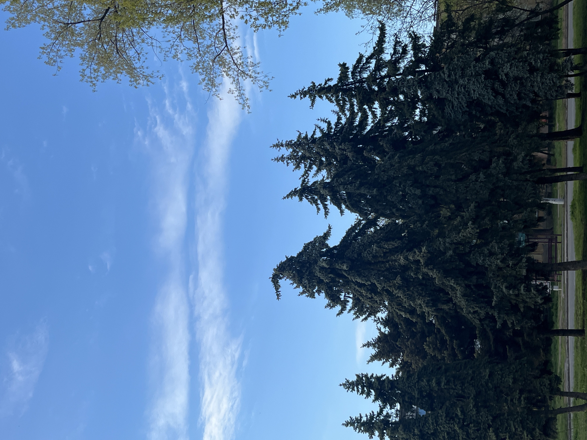 The image captures an outdoor natural scene in Kryvyi Rih, Ukraine, looking upwards towards a bright blue sky. The sky is predominantly clear with scattered, wispy white clouds stretching across it.
In the upper left portion of the frame, delicate branches of a deciduous tree with light green, budding leaves extend into the sky, suggesting the season is spring. On the right side of the image, a dense line of tall, dark green coniferous trees, possibly spruces or pines, dominates the landscape. These trees stretch vertically from the middle to the top of the frame, their textured foliage contrasting with the light blue sky. Below the coniferous trees, a strip of vibrant green grass is visible, indicating a park-like setting or a roadside verge. A faint, lighter-colored strip behind the trees suggests a road or path.
The scene is illuminated by bright daylight, likely morning or afternoon, given the clear conditions and soft shadows. There are no people visible, and no specific activity or event is taking place, conveying a sense of tranquility and natural beauty. No text is visible in the image.