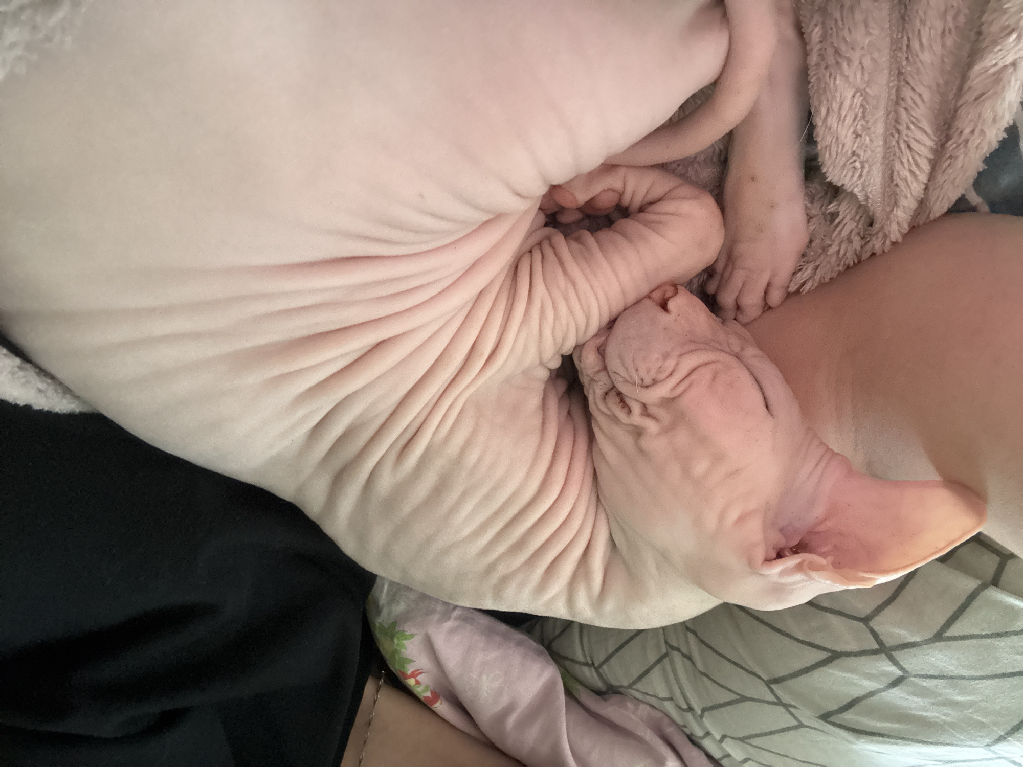 The image shows a Sphynx cat curled up asleep on a bed. The cat is pink and has visible wrinkles. It is lying on a textured blanket, and bedding can be seen in the background. The person taking the photo is partially visible on the right, wearing a black top. There are no specific details in the image that can be used to determine its location in Krasnoyarsk, Russia.