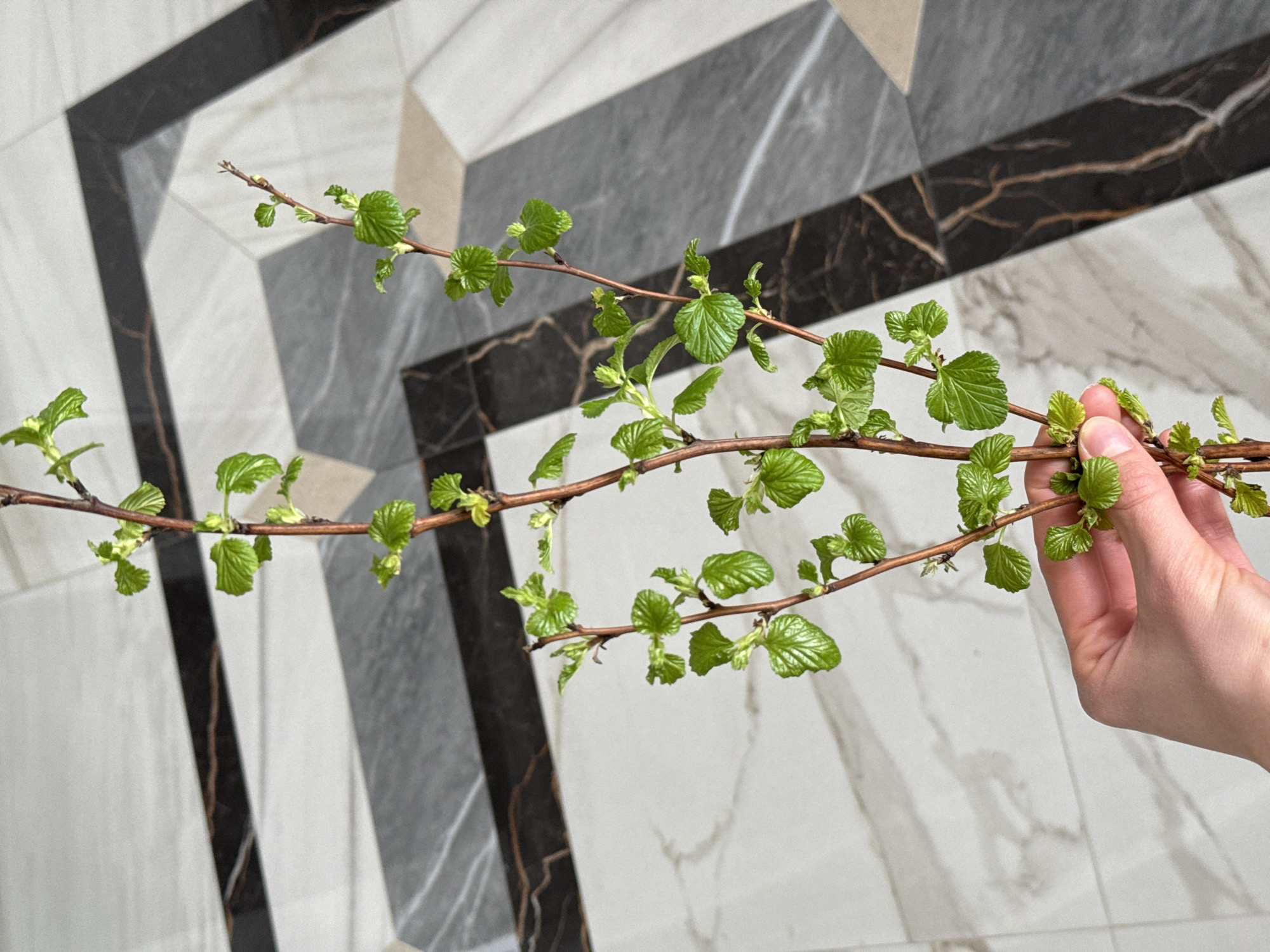 A human hand, with light skin tone, is visible on the right side of the image, gently holding a slender, brown branch. The branch extends horizontally across the frame and is adorned with numerous small, vibrant green leaves and buds, indicating new growth, likely in springtime. The leaves are slightly crinkled and appear fresh.
The background features a tiled wall with a distinct geometric pattern. Large rectangular and square tiles are arranged to create diagonal lines and interlocking shapes. The tiles exhibit three main variations: a light white with subtle grey marbling, a solid medium grey, and a dark black with striking brown or coppery veining. This combination of colors and patterns creates a modern and sophisticated backdrop for the natural element held by the hand. The lighting is soft and even, suggesting an indoor setting. There is no visible text in the image.