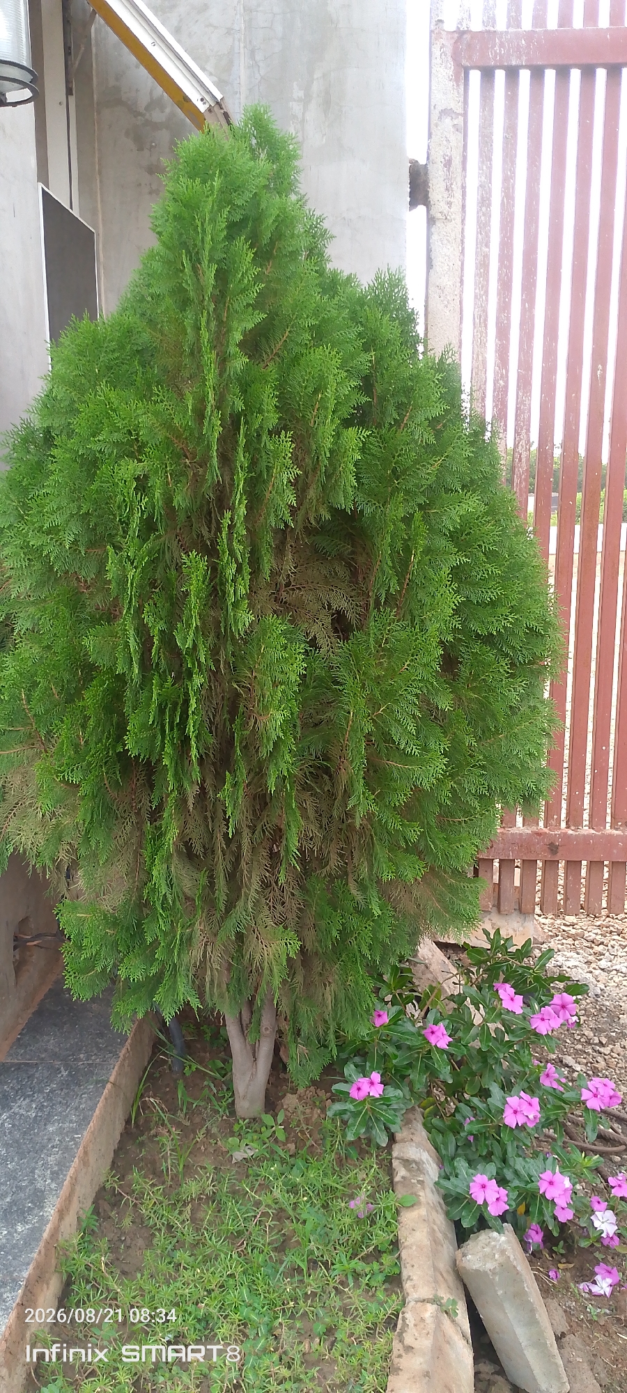 A dense, conical evergreen tree with vibrant green foliage stands to the left of a wooden slatted gate. In the foreground, several bright pink flowers with five petals bloom amongst green leaves. The ground is covered with dry soil and scattered small stones. The scene appears to be outdoors, possibly in a garden or yard, with a building structure visible in the background. The date and time stamp "2026/08/21 08:34" and "Infinix SMART 8" are superimposed on the bottom left of the image, suggesting it was taken on that date and time with an Infinix SMART 8 mobile device.