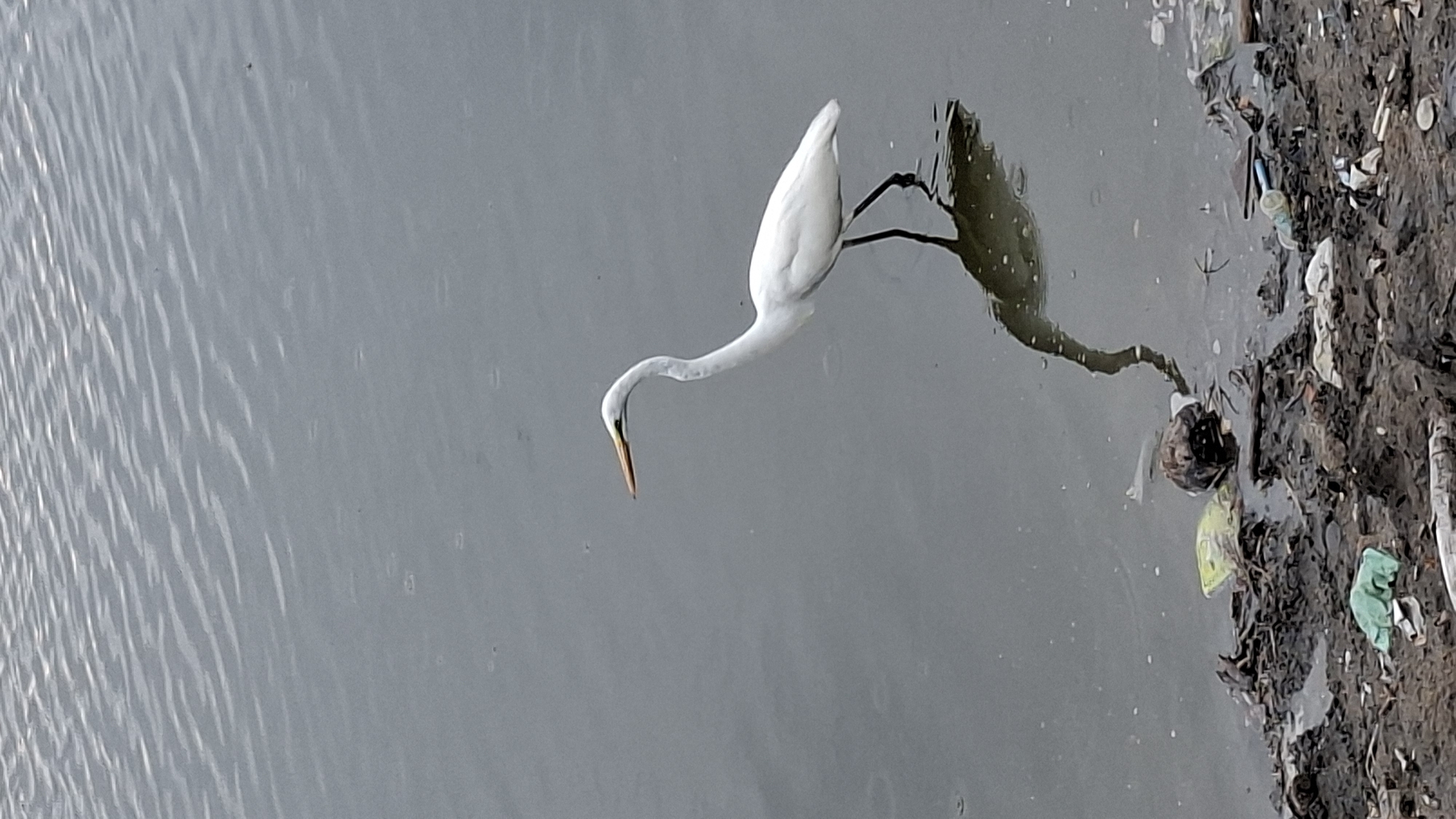 A Great Egret, identified by its white plumage, long neck, and yellow bill, stands in shallow, murky water. Its reflection is visible below. The bird is positioned on the right side of the frame, facing left. In the foreground, the bank is heavily littered with various types of trash, including plastic bags, bottles, and other debris. The water appears somewhat disturbed, with ripples indicating a gentle current or perhaps raindrops. The overall environment suggests a polluted waterway within a city. The specific location is in Lhokseumawe, Indonesia, near a polluted body of water.