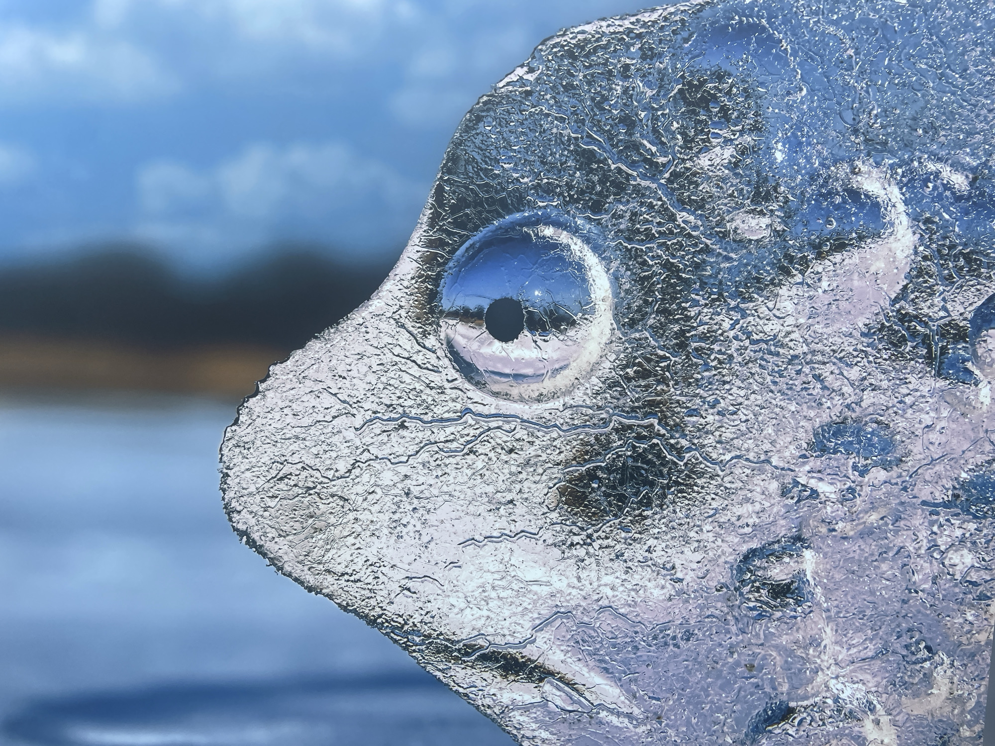 The image shows a close-up of a fish-shaped ice sculpture with a clear, glossy surface reflecting the surrounding environment. The fish's eye is particularly striking, appearing as a dark, round hole within the ice. The background is blurred, suggesting an outdoor location with a body of water and a horizon line. The scene is likely set in a location with cold temperatures conducive to ice formation. This image does not contain enough information to indicate its location in Sochi, Russia.
