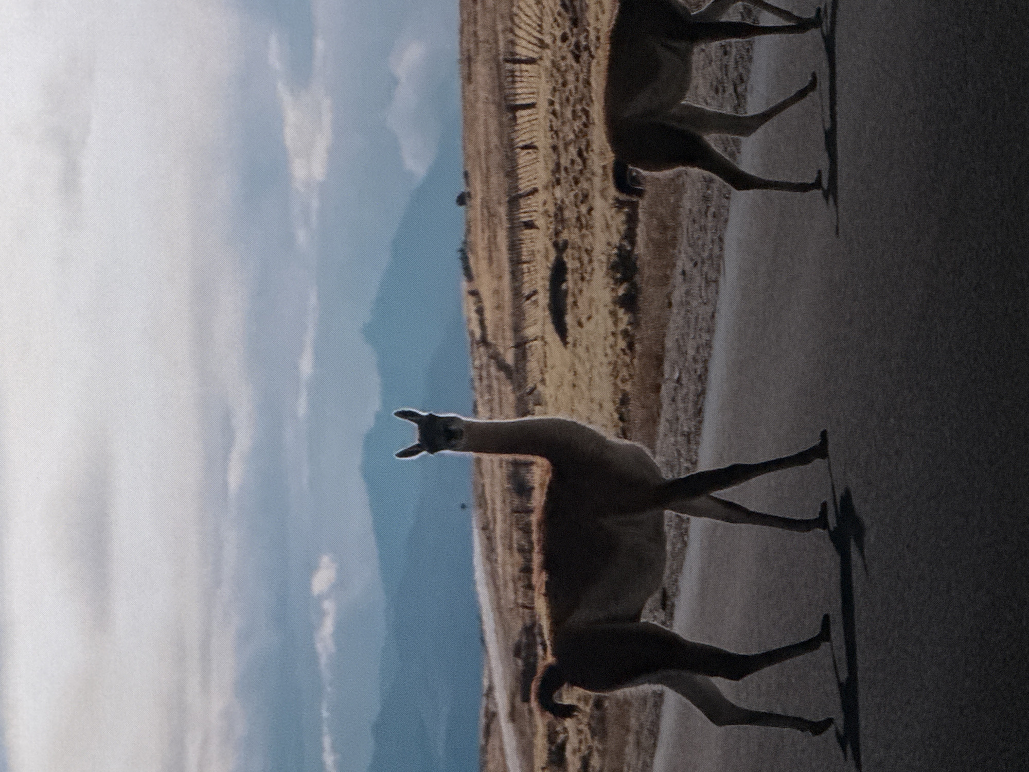 The image shows two guanacos, a type of South American camelid, standing on an asphalt road. The guanaco on the left is closer to the camera and is facing forward, while the guanaco on the right is further away and is facing away from the camera. The background is a landscape with rolling hills, dry vegetation, and mountains in the distance. The sky is cloudy with patches of blue. There are no discernible human figures or structures that would indicate a location in Saratov, Russia. The scene appears to be a natural or rural environment.