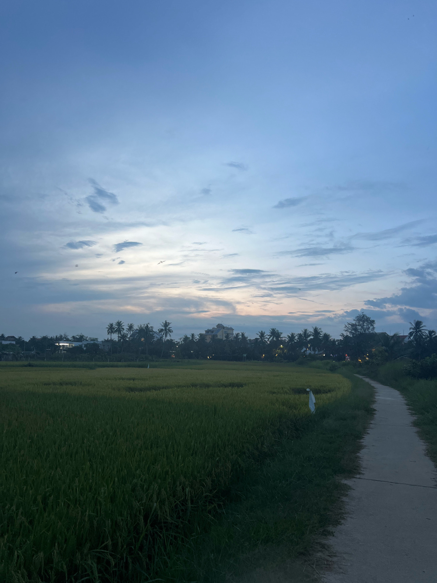 The image depicts a tranquil rural scene at dusk in Hoi An, Vietnam. In the foreground, a vast expanse of green rice paddies stretches across the frame, with a subtle sheen indicating ripening crops. A narrow, unpaved path curves along the right edge of the paddies, leading into the distance. Along the path, a single white marker or flag is visible amongst the grasses.
The middle ground features a dense line of palm trees and other foliage, interspersed with the rooftops of houses and buildings. Some of these structures appear to be illuminated, casting a soft glow. The sky above is a gradient of blues and soft lavenders, with scattered clouds painted with the faint hues of the setting sun. Several birds are in flight, silhouetted against the twilight sky. The overall impression is one of peace and the quiet beauty of the countryside on the outskirts of Hoi An.