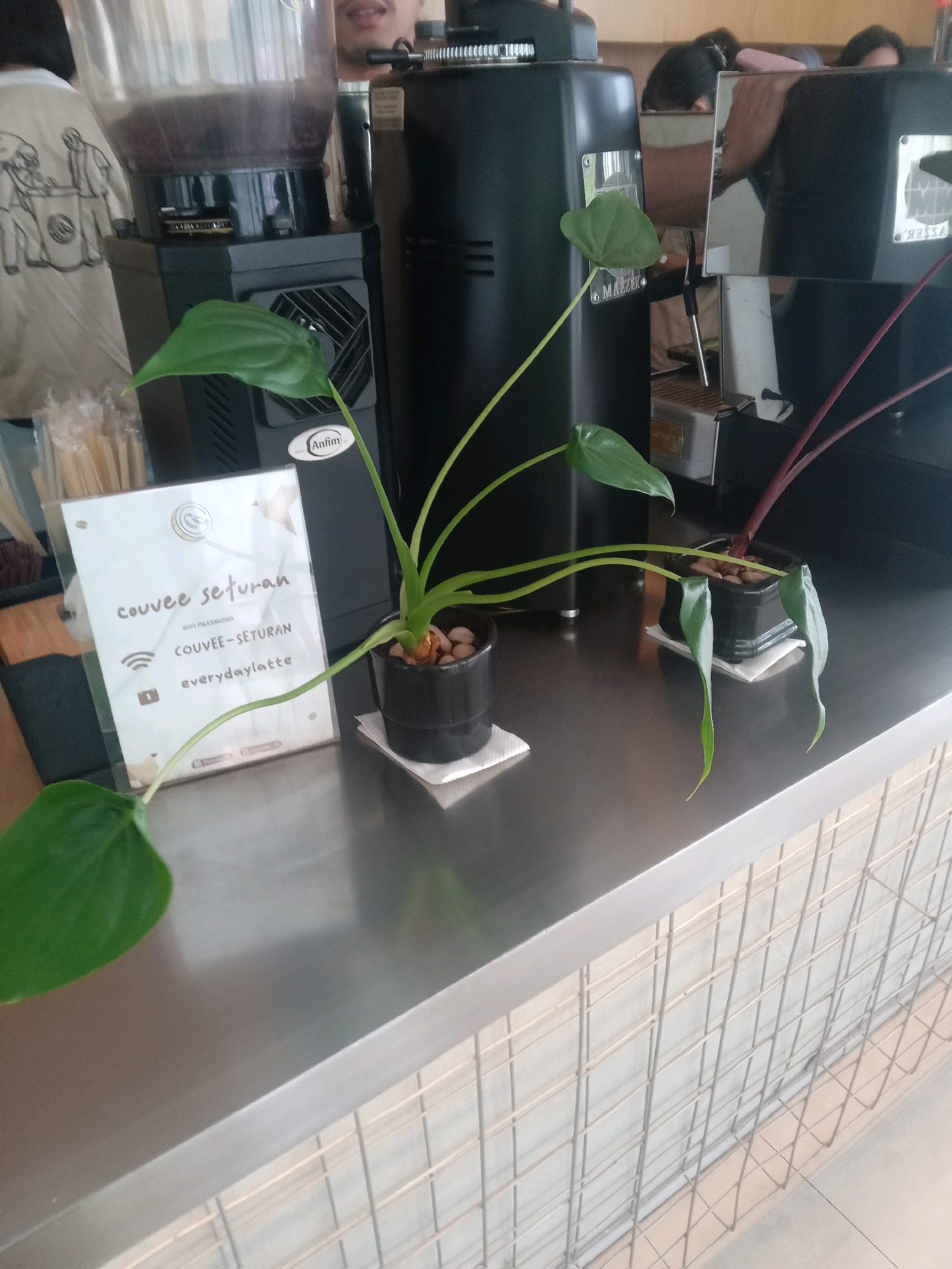 This image captures a counter space, likely within a coffee shop in Depok, Indonesia. A large, clear container filled with dark liquid, presumably coffee beans or grounds, sits atop a black appliance. Next to it, another black appliance, possibly a coffee grinder or machine, is visible.
In the foreground, two potted plants are displayed on the metallic counter. The plant on the left has broad, heart-shaped green leaves, while the plant on the right has thinner, red-tinged stems and smaller green leaves that are drooping. A white sign with text and wifi symbols is positioned in front of the plants. The text on the sign includes "couvee seturan," "WIFI PASSWORD," "COUVEE-SETURAN," and "everydaylatte."
Behind the counter, glimpses of people can be seen, though their faces are not clearly visible. The environment appears to be indoors, with a tiled wall and metal grating visible at the bottom of the frame. The overall impression is one of a commercial establishment focused on serving coffee.