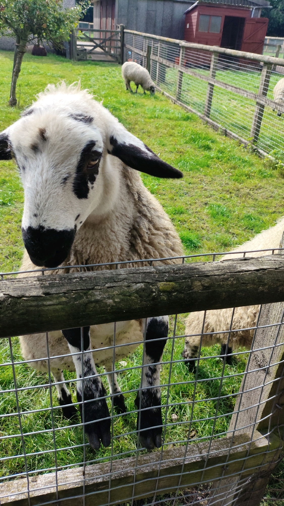 A black and white sheep is in the foreground, its head turned towards the camera, with its nose and muzzle black and its ears black-tipped. The sheep has a shaggy, cream-colored fleece. It is standing behind a weathered wooden fence with wire mesh. In the background, there is a grassy area with more sheep, and a red building with a pitched roof and open double doors. A wooden fence with wire mesh runs along the perimeter of the grassy area. The overall environment suggests a farm or animal enclosure. The image was taken in Knowsley, United Kingdom.