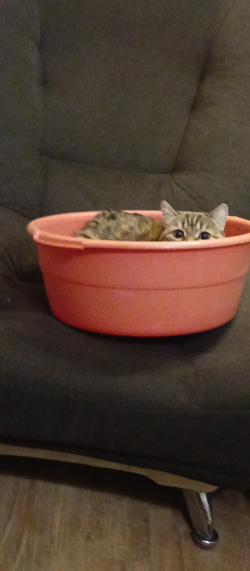 A medium shot depicts a tan-colored tabby cat sitting in an orange, plastic basin. The cat is mostly concealed within the basin, with only its head and part of its upper body visible. Its eyes are open, and it appears to be looking directly at the viewer. The basin is situated on a dark, upholstered surface, likely a sofa or chair. The lower right corner of the image shows a silver metal leg of the furniture, standing on a wooden floor. The location is Unknown, Unknown.