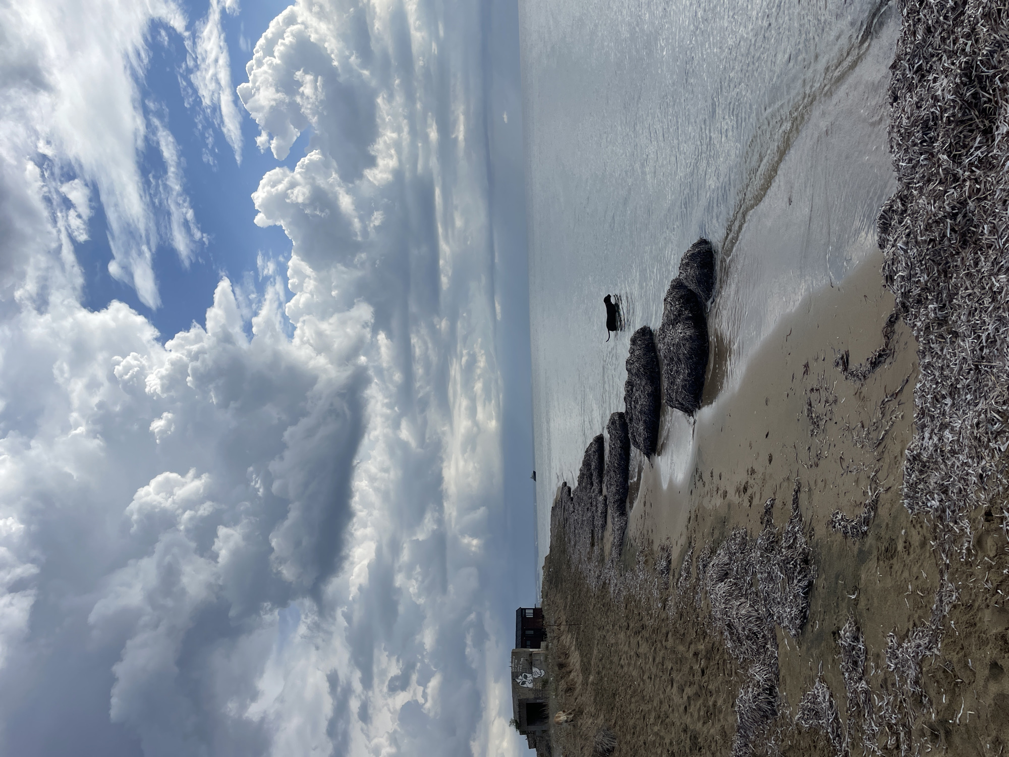 The image depicts a sandy beach with a calm sea under a cloudy sky. In the distance, on the shore, are two abandoned concrete structures, one with graffiti on its side. A dark-colored dog is visible in the shallow water near the shore, partially submerged and facing away from the camera. Scattered along the beach are piles of seaweed. The scene appears to be a coastal area in or near Trikomo, Northern Cyprus.