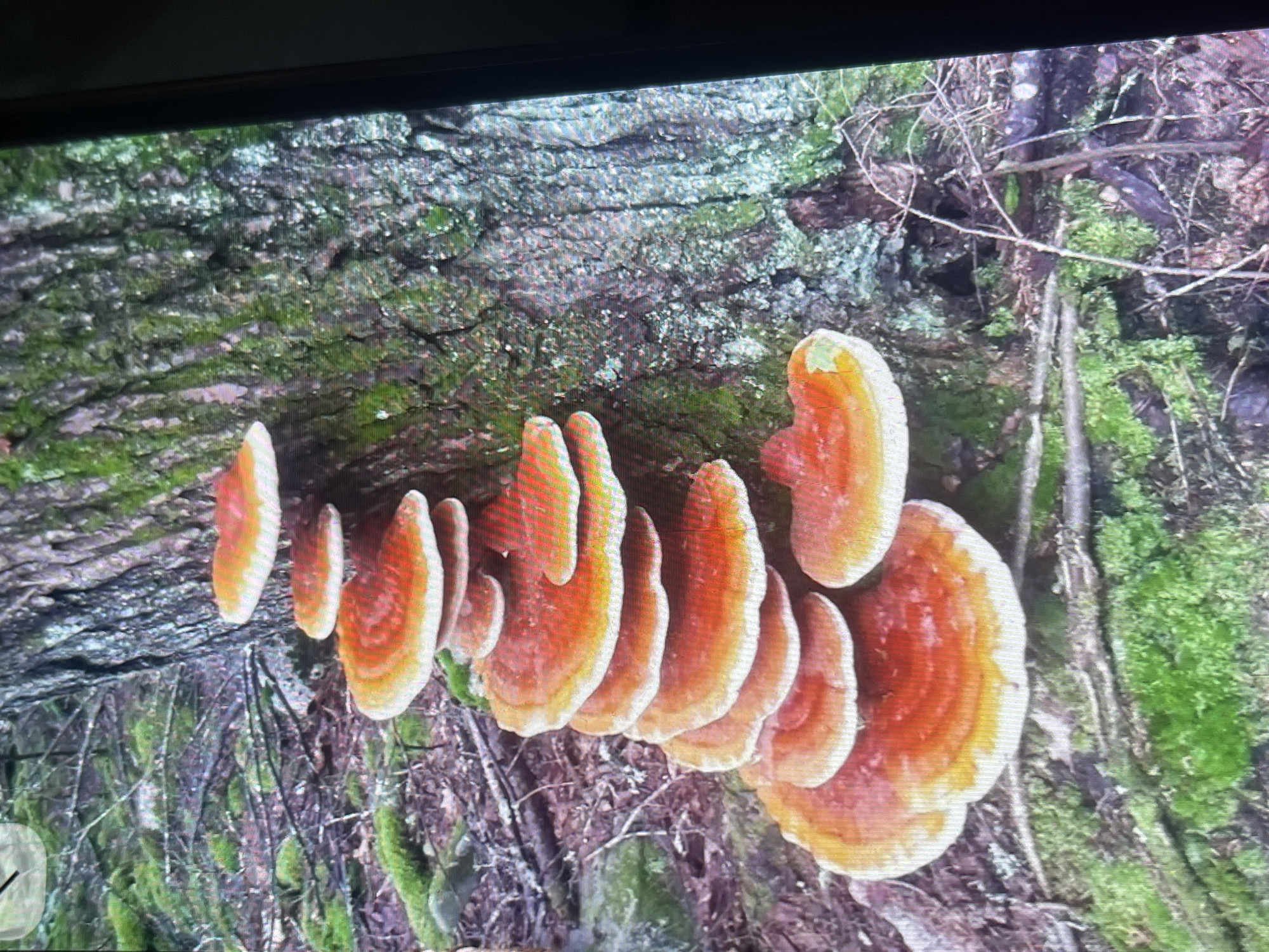 A cluster of shelf mushrooms, predominantly orange and yellow in color with concentric rings, are growing in a tiered formation on the side of a tree trunk in a forest. The tree bark is rough and covered in moss. The forest floor is covered with fallen leaves, moss, and branches. There is no indication of the city of Bishkek, Kyrgyzstan, in this image.