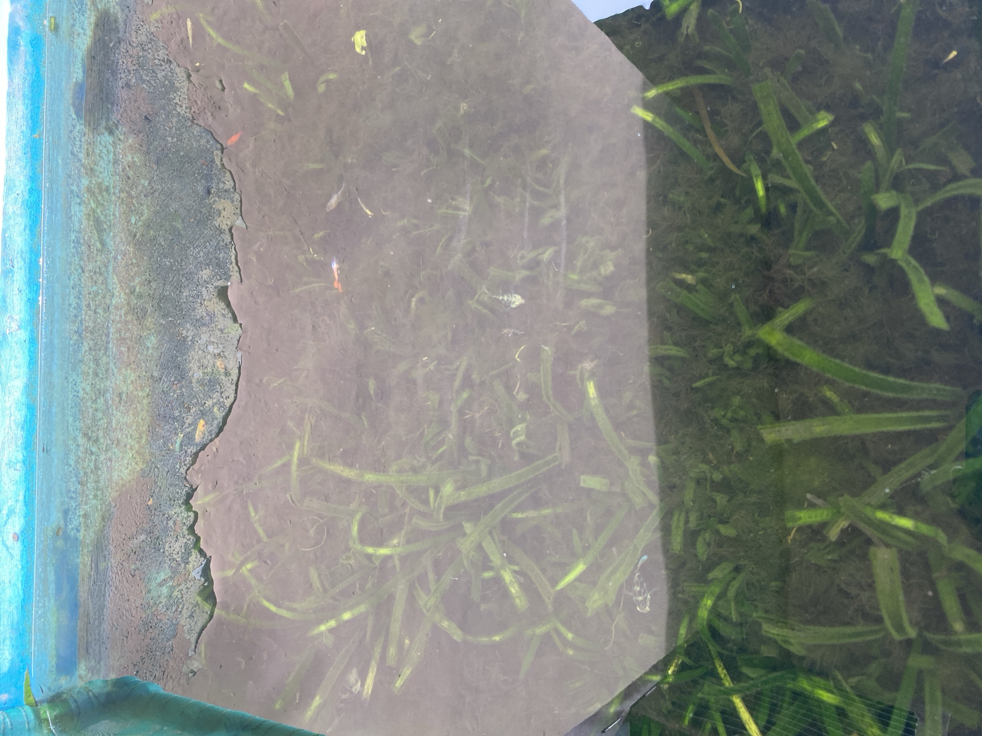 The image depicts an aquarium containing aquatic plants and several small fish. The water appears somewhat murky, and there is visible algae or sediment on the substrate. The top portion of the aquarium is enclosed by a blue frame, and a green net is partially visible on the left side. The fish are small and appear to be of the guppy variety, with some displaying bright orange and blue coloration. The plants are green and submerged in the water. The scene is a close-up view of the aquarium's interior.
