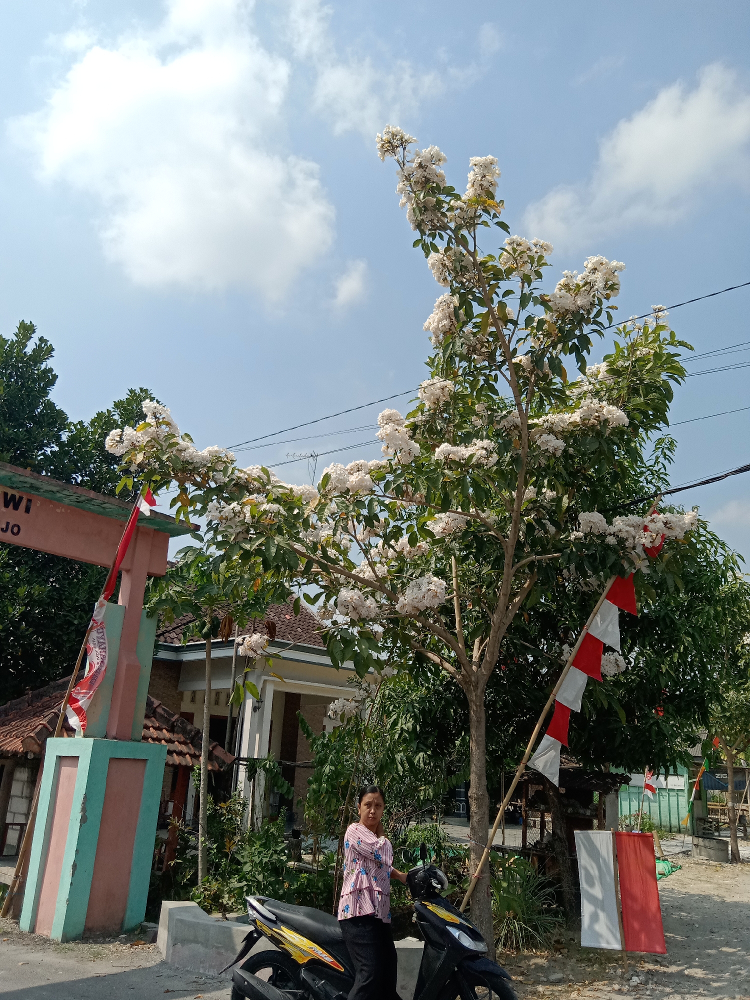 In Balongrejo, Indonesia, a woman stands next to a motorcycle in front of a tree adorned with white blossoms and Indonesian flags. The scene is characterized by a bright, sunny day with a blue sky and scattered clouds. A building with a terracotta tiled roof is visible in the background, along with a gatepost painted in pastel green and pink. The tree's branches are full of white flowers, and several small Indonesian flags are displayed on poles nearby. The woman is wearing a pink and white patterned blouse and dark pants, with her left hand resting on the motorcycle. The motorcycle is black with yellow accents. The environment appears to be a street or roadside setting.