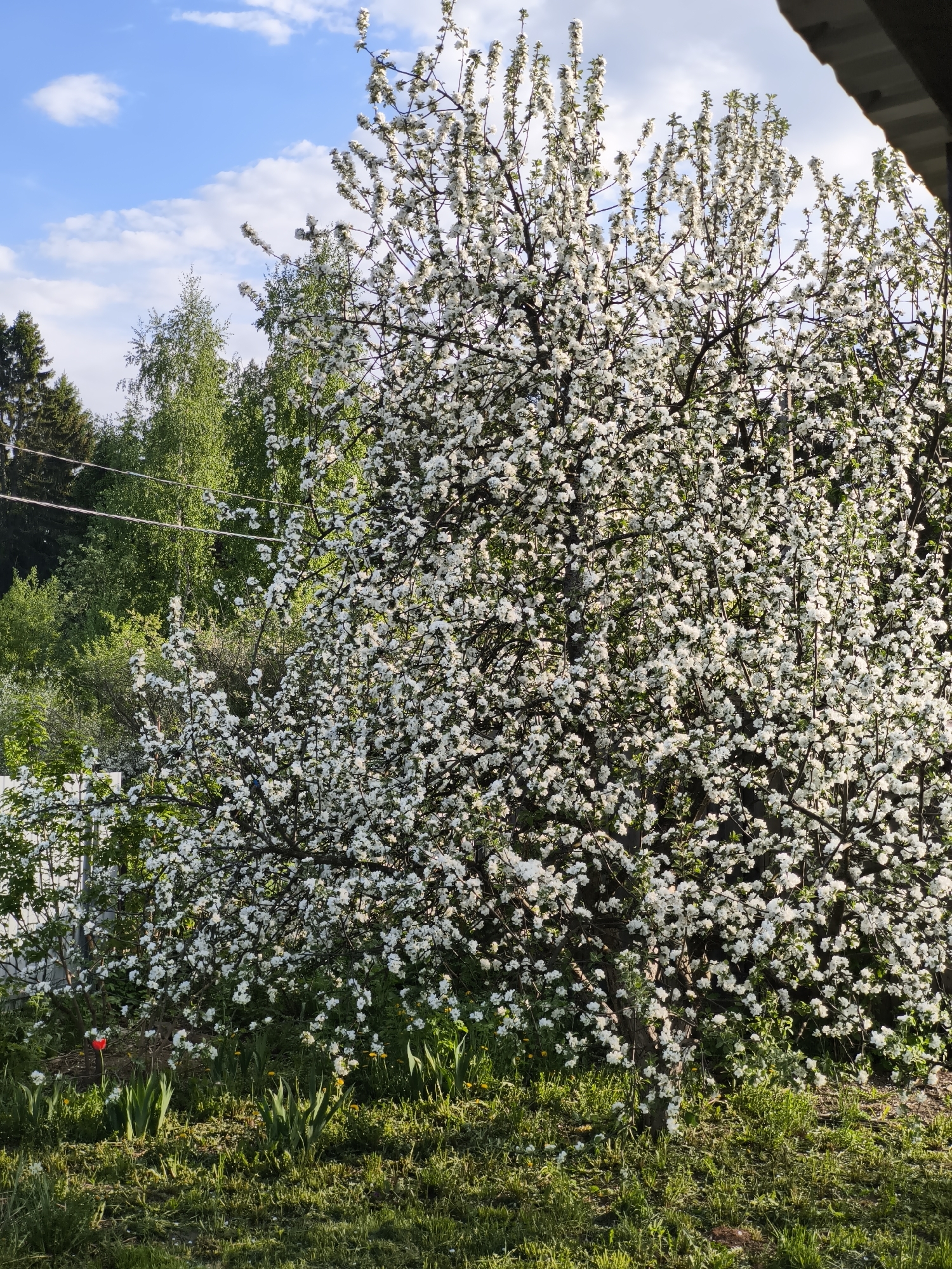 The image depicts a vibrant spring scene, likely taken in the city of Prikamskii, Russia. The dominant feature is a large flowering tree, densely covered in white blossoms. The tree fills much of the frame, its branches reaching towards a blue sky dotted with scattered clouds. In the background, a mix of green trees and foliage is visible, along with utility wires. The foreground shows a patch of green grass interspersed with yellow dandelions and a single red tulip. A corner of a structure, possibly a roof, is visible in the upper right corner. The image conveys a sense of springtime bloom and natural beauty.
