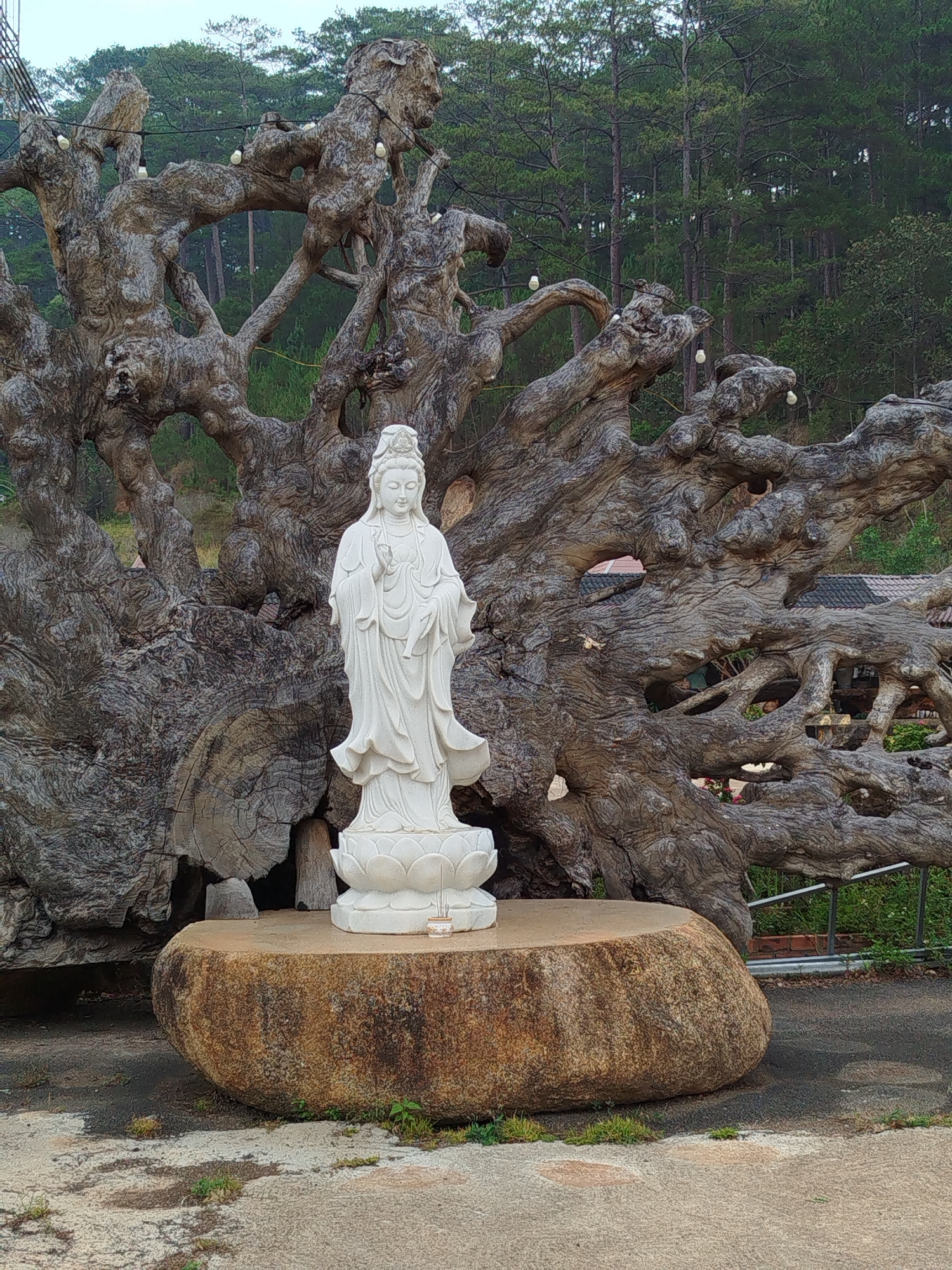 The image captures a white statue of a deity on a stone platform in Hiep Thanh, Vietnam. The statue, with serene features, is set against a backdrop of a large, bare tree with intricate, sprawling branches. The tree's aged, gnarled texture is evident. A dense forest forms the background, with tall, evergreen trees extending towards the horizon. The scene suggests a serene and possibly sacred location. A set of incense sticks stands in front of the statue.