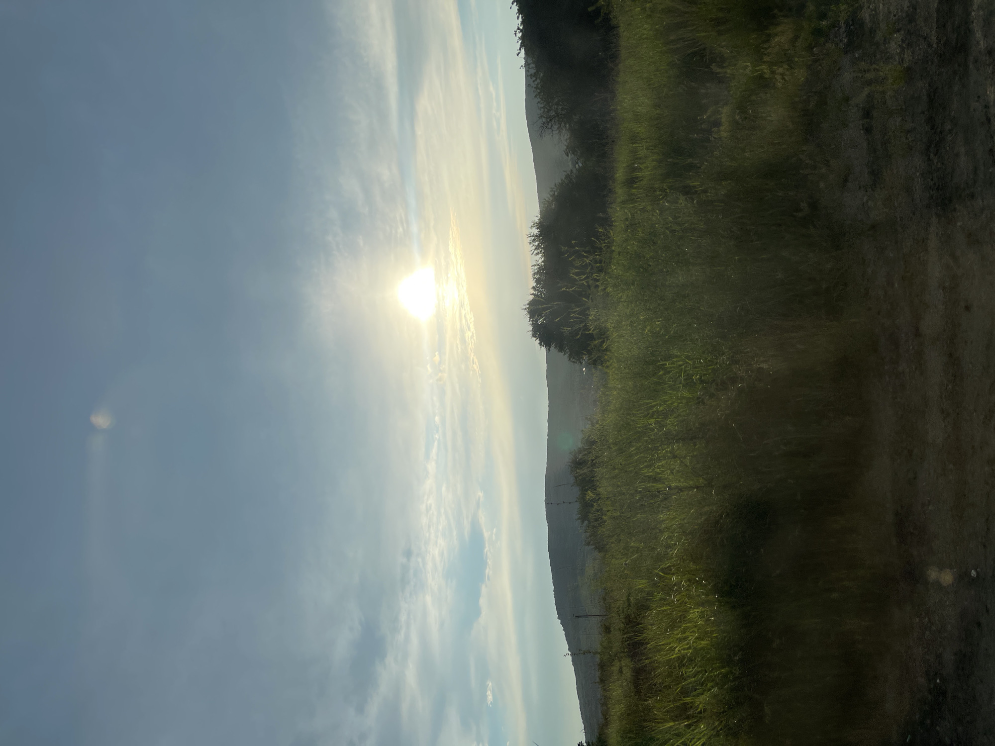 The image depicts a landscape scene with a bright sun low in the sky, casting a glow through scattered clouds. In the foreground, tall, green grass fills the lower portion of the frame. Behind the grass, a line of dark green trees and shrubs forms a dense band. Further in the distance, a rolling, green hill stretches across the horizon, its contours softened by the atmospheric light. The sky is a mix of pale blue and white, with wispy clouds that are illuminated by the sunlight. There are no people or animals visible in the image. The overall impression is one of a natural, rural environment. The location of Татарка, Russia, is not explicitly identifiable within the image itself, as there are no specific landmarks or cultural markers present.