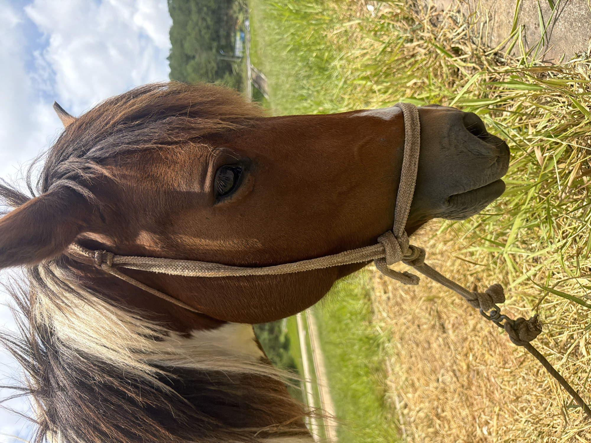 A close-up, side profile of a brown horse's head and neck is shown. The horse's mane is a mix of dark brown and light brown/blonde, with a white patch on its neck. It wears a light-colored rope halter. The horse is outdoors in a grassy field, with dry grass in the foreground and green grass in the background. Trees and a cloudy sky are visible in the distance. The location appears to be a rural area near Da Lat, Vietnam, likely a farm or stable.