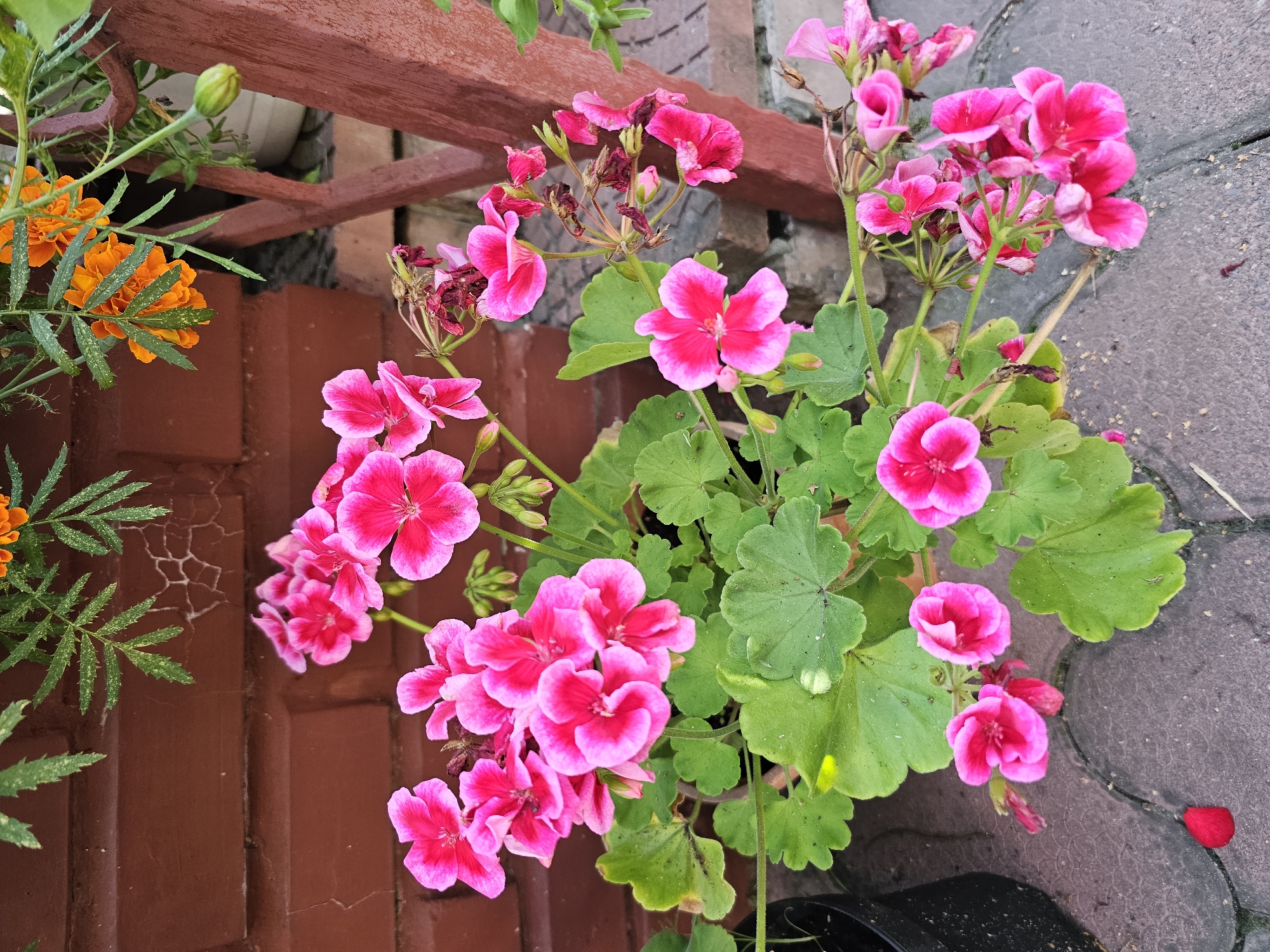 In Novosibirsk, Russia, a close-up shot captures a cluster of vibrant pink geraniums in full bloom. The flowers, with their distinct petal shapes and darker pink centers, are arranged in dense bunches. Lush green leaves with a lobed, serrated edge form a backdrop for the blossoms. Some of the flowers have begun to wilt and dry, with brown, shriveled petals visible among the fresh blooms. The geraniums are planted in a dark pot, partially visible on the left side of the frame, and are situated on a paved walkway made of interlocking gray bricks. The background features a reddish-brown brick wall, some of which appears cracked. Above the geraniums, a few orange marigold flowers and feathery green leaves are visible, along with a wooden post, also reddish-brown, that is part of an outdoor structure. A single red petal has fallen onto the walkway, adding a small splash of color to the ground. The scene is illuminated by natural light, casting subtle shadows.