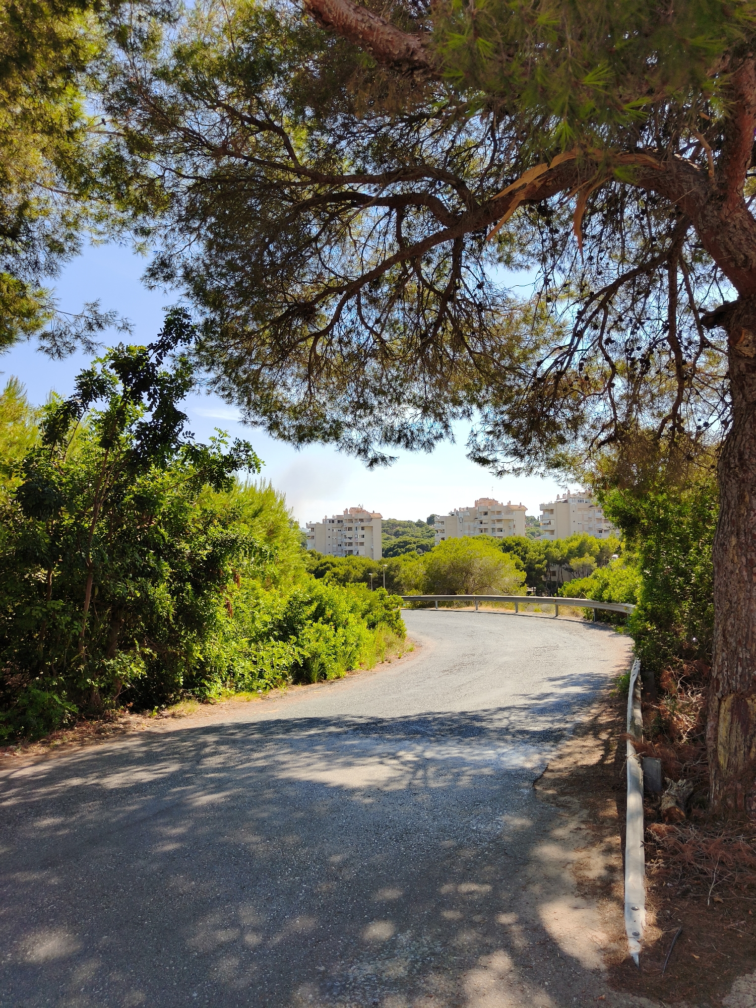 The image depicts a curved asphalt road bordered by lush green vegetation and pine trees. In the background, several light-colored residential buildings with balconies are visible against a clear blue sky. A metal guardrail runs along the right side of the road, separating it from the dense foliage and the trunk of a large pine tree. The road is partially shaded by the trees, casting dappled shadows on its surface. The scene appears to be a quiet, scenic road in a residential area, likely in the coastal region of Orihuela, Spain, given the Mediterranean vegetation and architecture.