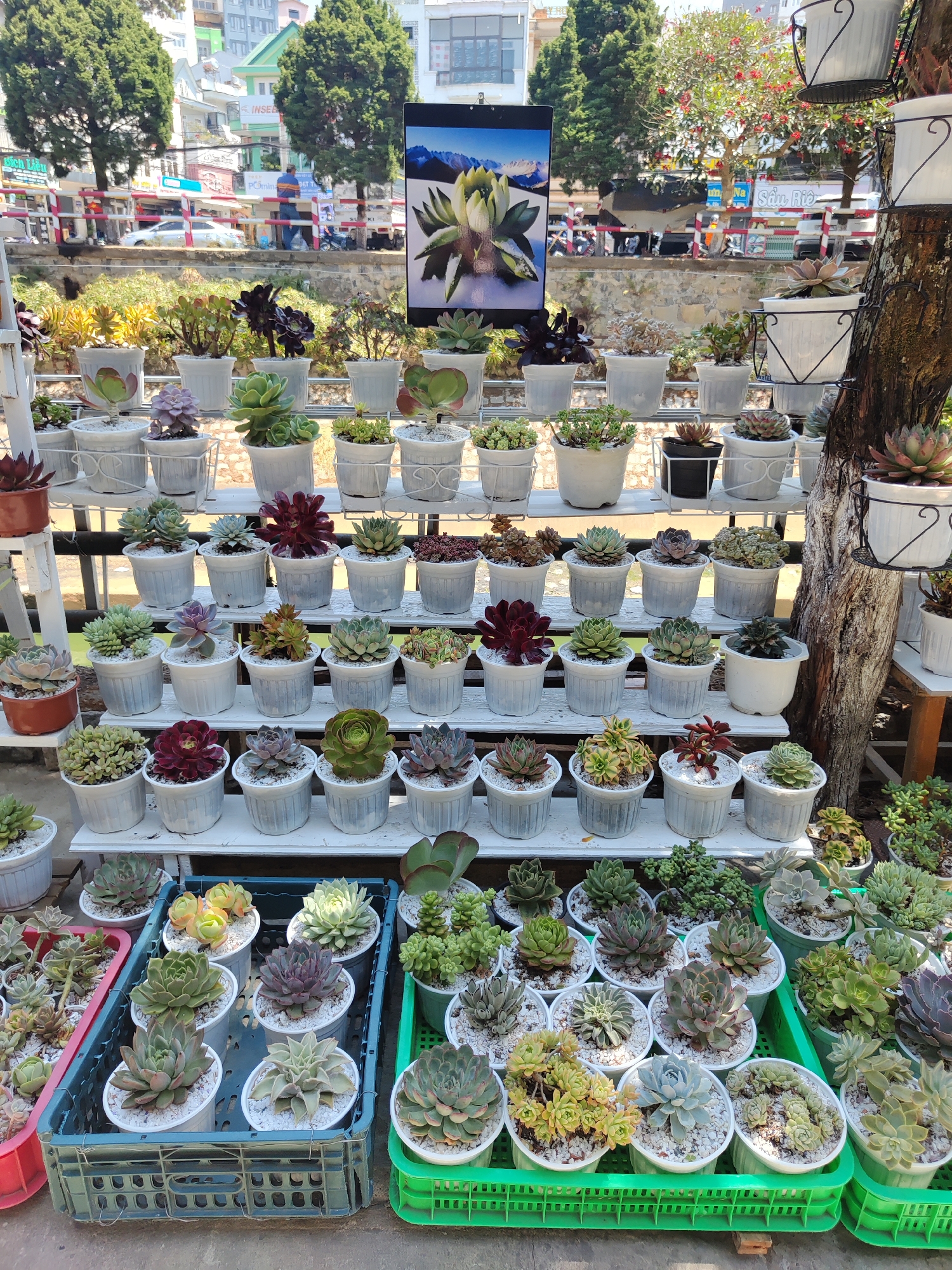 The image shows an outdoor succulent display in Da Lat, Vietnam. Rows of potted succulents are arranged on white shelves and in plastic crates. Most of the succulents are planted in white pots. A large poster of a succulent plant is positioned behind the display. In the background, a street scene is visible with trees, buildings, and a pedestrian crossing. Some people are visible in the distance. A tree trunk is positioned to the right side of the plant display, with hanging white pots attached to it.