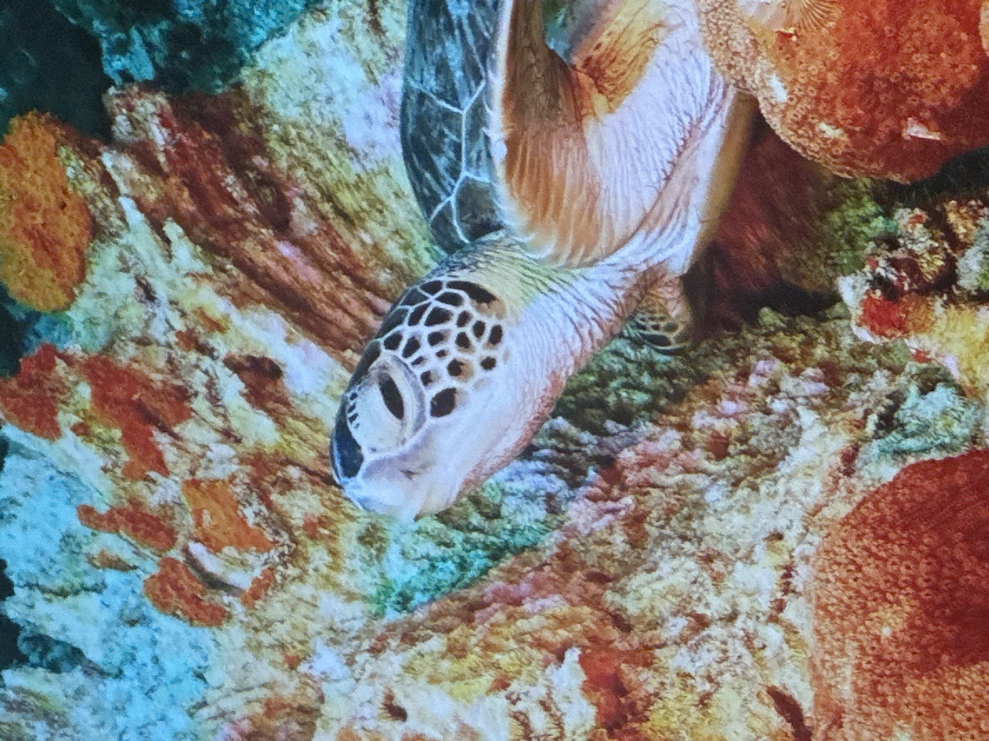 The image shows a sea turtle swimming amongst colorful coral reefs. The turtle's head is visible, with its shell patterned in dark and light shades. The coral exhibits a variety of textures and colors, including orange, red, and blue hues. The background is a mix of blues and greens, suggesting an underwater environment. There is no indication of the city of Almaty, Kazakhstan, or any urban elements in this image.
