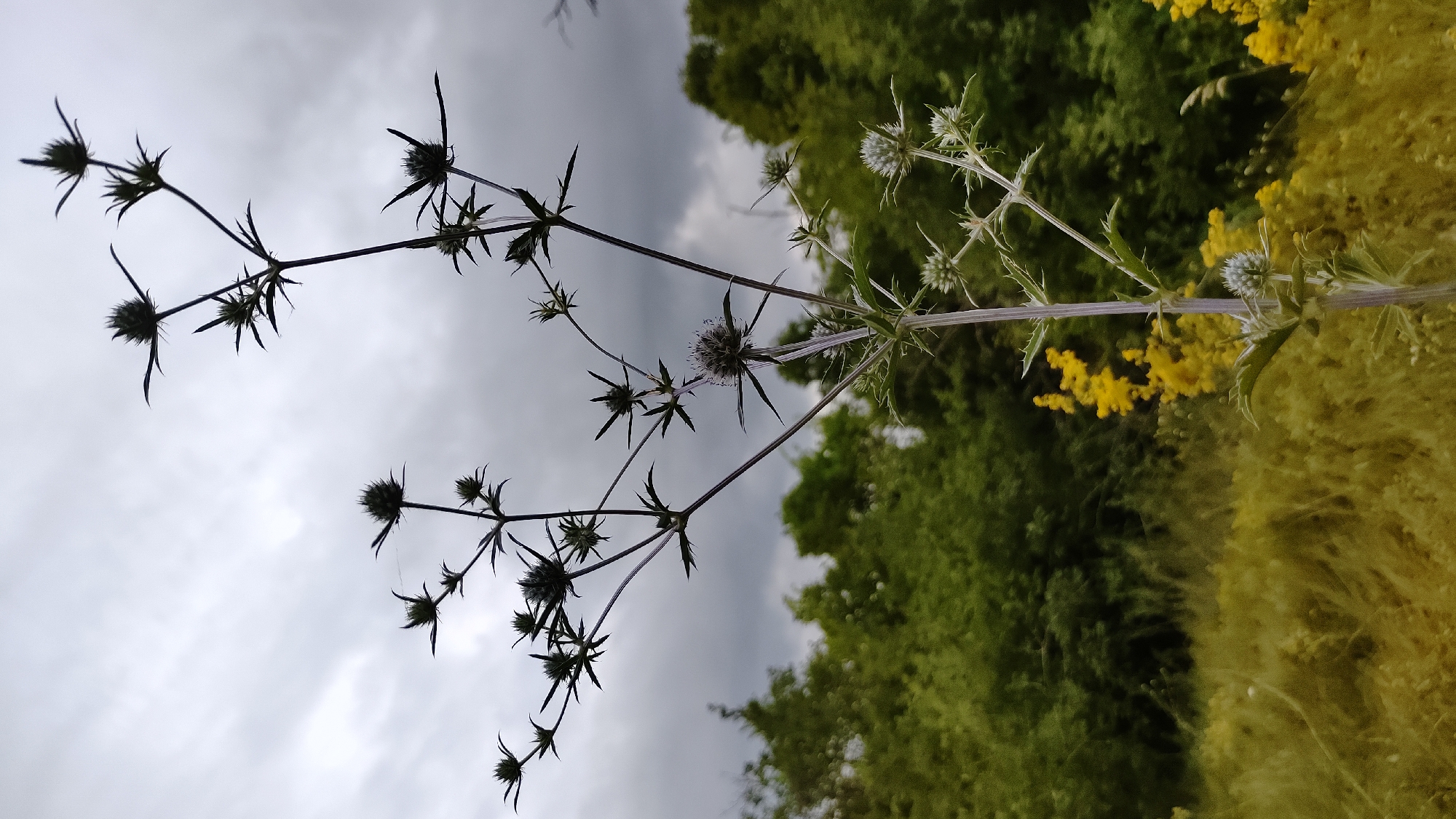 The image shows a close-up view of a spiky plant, possibly a type of thistle or sea holly, silhouetted against a cloudy sky. The plant has thin, wiry stems with sharp, pointed leaves and flower heads that are also spiky in appearance. Several flower heads are visible, some in focus and others blurred by the depth of field. The background consists of dense green foliage, suggesting a natural or overgrown area. In the lower part of the image, there are hints of yellow flowers among the greenery. The overall lighting is subdued, consistent with an overcast day. The location is stated to be Mikhaylovka, Russia, however, the image itself does not contain any specific visual cues that can confirm this location. There are no people or animals visible in the scene.