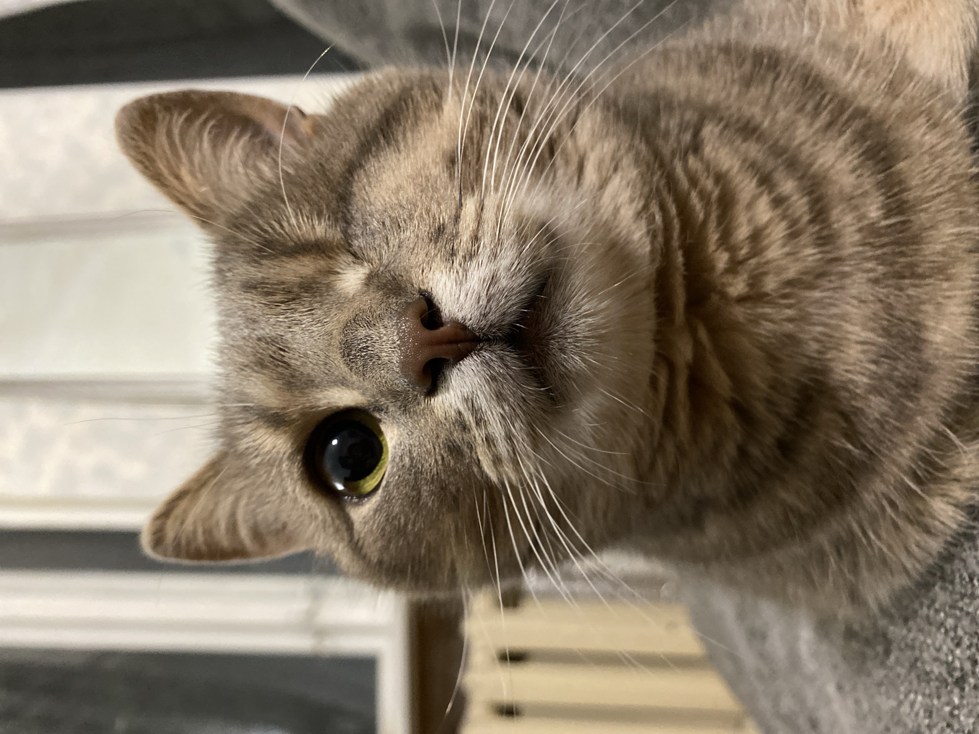 A close-up, eye-level, portrait-oriented, medium shot captures a tabby cat with one eye missing, looking directly at the camera. The cat's fur is a mix of grey and brown stripes. Its visible eye is large and dark with a yellow iris, and its left eyelid is closed, giving the appearance of a wink. Long white whiskers fan out from either side of its nose. The cat's pink nose is slightly moist. The background is out of focus, showing vertical blinds and a hint of what appears to be a radiator. The cat is sitting on a textured, dark gray surface. The lighting is soft and warm, suggesting an indoor environment.