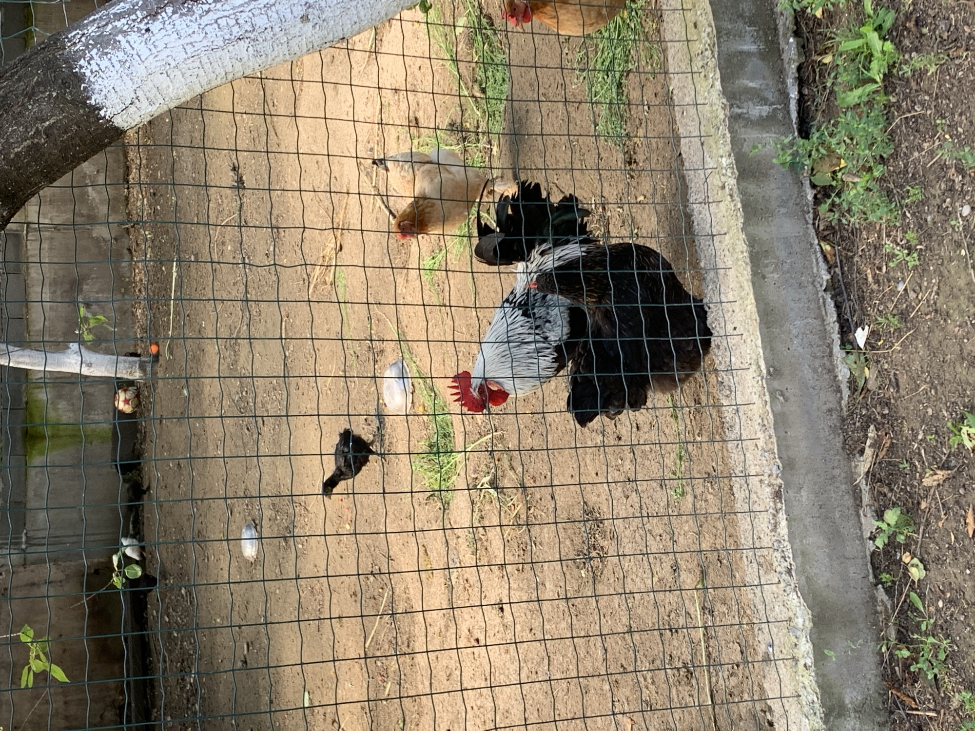 In an outdoor enclosure with a dirt floor, a group of chickens are visible through a wire fence. The enclosure is bordered by a concrete structure at the bottom and a wire fence that runs along the sides and top. A large tree trunk with white paint is visible on the right side of the image. In the foreground, a rooster with black and white plumage stands prominently, facing left. Behind it, a dark-colored chicken is partially visible. Further back, a light brown hen is standing, and another brown chicken is seen on the far right. Several black chicks are scattered throughout the enclosure. Scattered white objects, possibly food or water dishes, are also present on the ground. The background shows a rough wall and some vegetation.