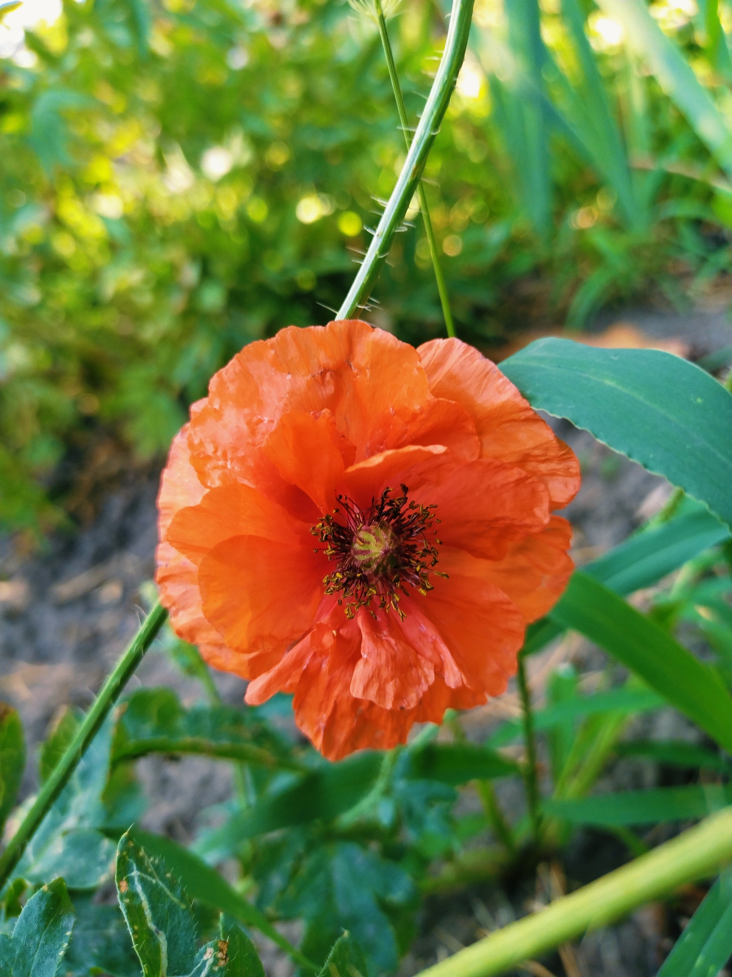 The image shows a close-up, eye-level shot of a vibrant orange poppy flower in a garden setting. The flower is in full bloom, with its ruffled petals and dark stamen prominently displayed. The background is softly blurred, revealing lush green foliage and dappled sunlight, suggesting an outdoor environment. A thin, green stem with small spiky hairs runs vertically through the frame, adding a textural element. The overall impression is one of natural beauty and serenity. The image does not contain any people or indicate any specific location within the city of Horishni Plavni, Ukraine.