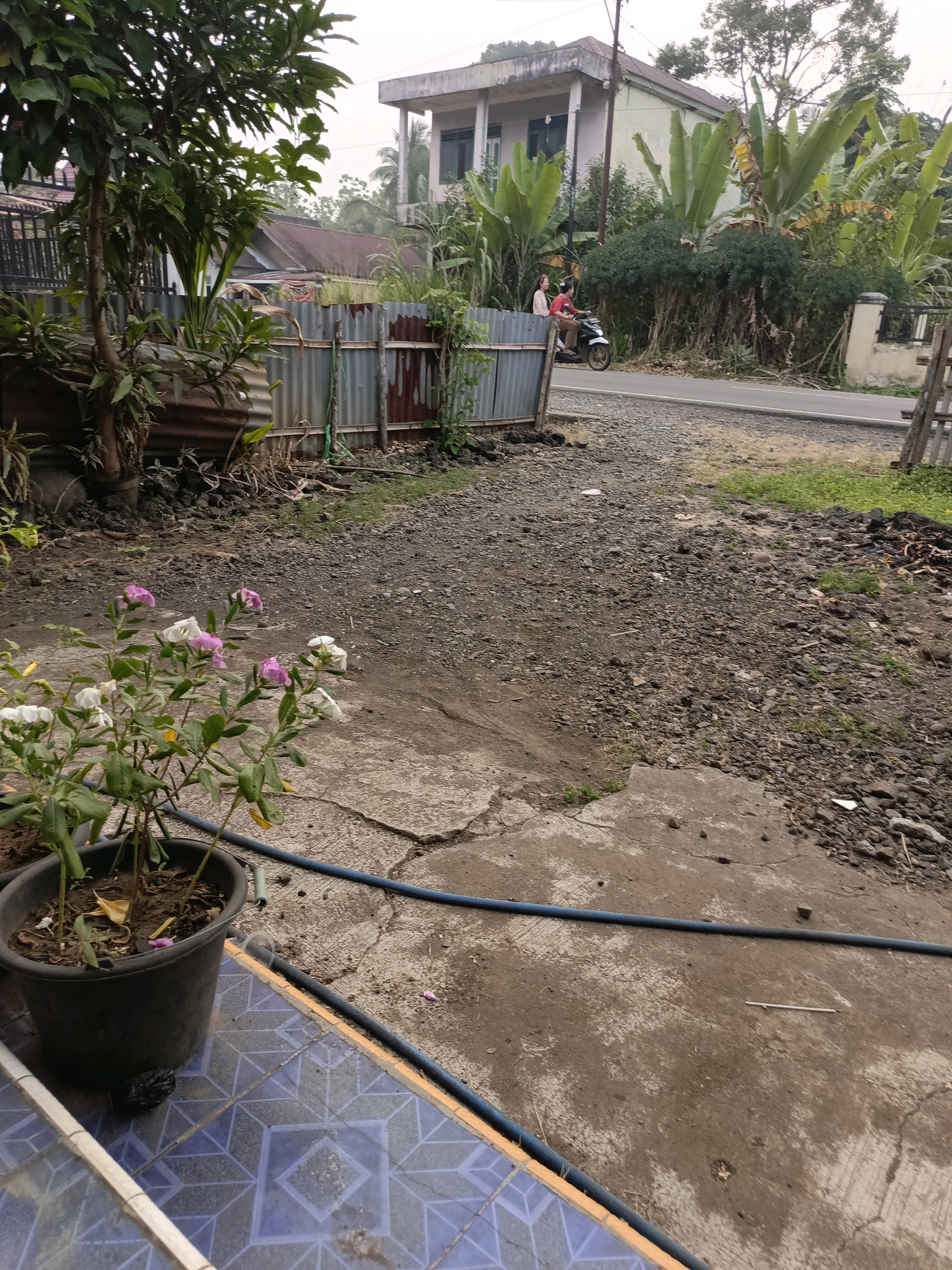 The image depicts an outdoor scene in Ulak Tanding, Indonesia, characterized by a rough, gravelly path leading to a paved road. In the foreground, a potted plant with white and pink flowers sits on a tiled surface. A blue hose lies across the concrete. Behind the plant, a corrugated metal fence borders the property. Further back, a building with a light-colored facade and a brown roof is visible, surrounded by lush green vegetation, including banana trees. On the road, a person rides a motorcycle with another person as a passenger. The overall atmosphere suggests a rural or semi-urban environment.