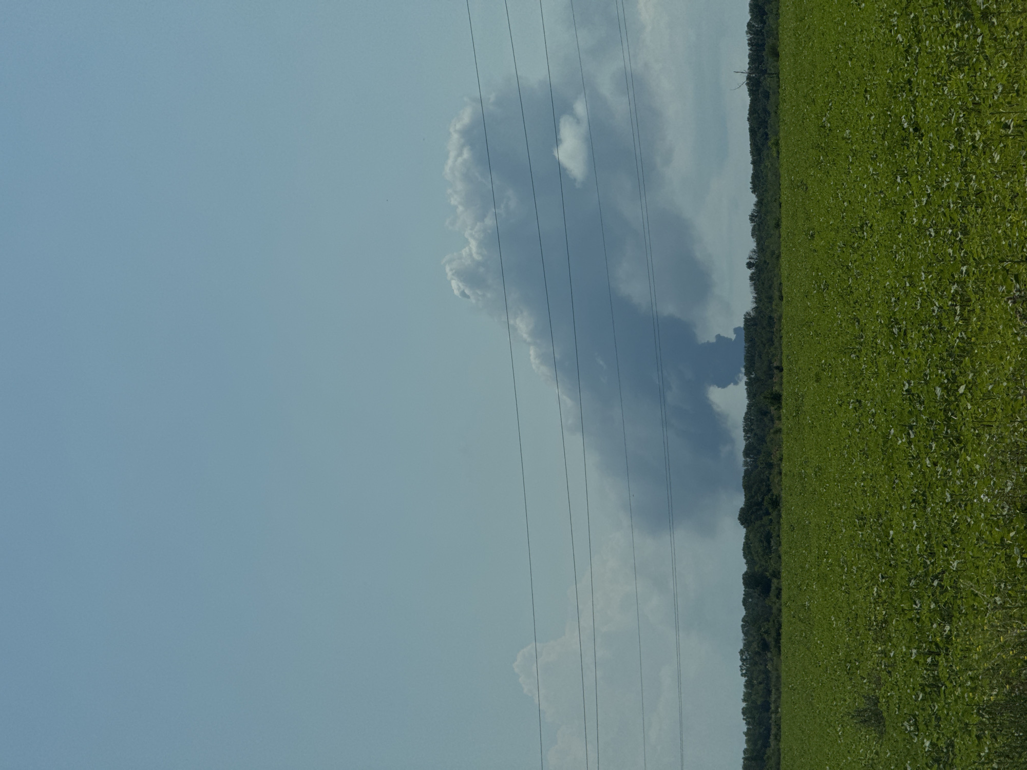 The image depicts a rural landscape under a pale blue sky with scattered clouds. In the foreground, a vast field of green crops, likely sunflowers, stretches to the horizon. A line of trees forms a dark band behind the field. Above the trees, a large, dark cloud formation is visible, with a plume of smoke or dust rising from its base, suggesting an industrial or natural event. Power lines cross the sky horizontally, obscuring parts of the cloud formation. The scene appears to be located in the vicinity of Рождественская, Russia, given the provided context. There are no people or visible animals in the image.
