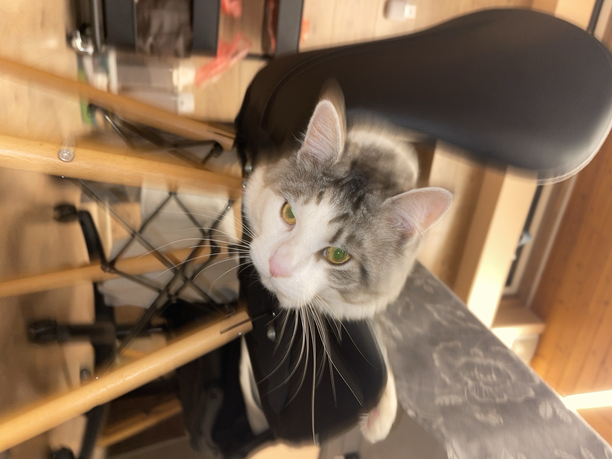 An overhead shot captures a domestic cat with white and grey tabby markings and striking green-yellow eyes. The cat is looking directly upwards at the camera with an attentive and curious expression, its head slightly tilted. Prominent white whiskers fan out from its nose. It appears to be perched on a black, curved chair seat or cushion. Below the cat and the chair, light-colored wooden beams or rungs are visible, likely part of the chair's structure or an adjacent table. To the right of the cat, a grey surface with a subtle, lighter-toned pattern is partially visible, suggesting a tabletop or similar flat surface. The background is softly blurred, showing warm wooden tones, possibly a floor or wall, and indistinct objects. The lighting is bright and even, indicating an indoor setting, likely during the daytime. No text is visible in the image. The location context is Sofia, Bulgaria.