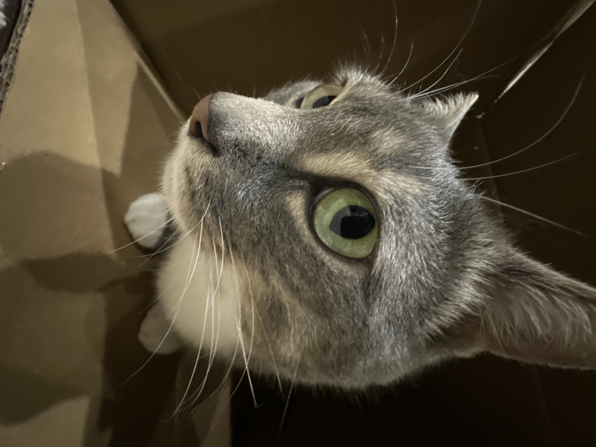 A close-up, eye-level shot captures a grey and white cat peeking out of a brown cardboard box. The cat's head is angled to the left, with its bright green eye prominently featured and the pupil dilated. Its fur is a mix of grey, black, and some lighter brown or tan markings, with a white patch on its chest and white paws partially visible. The cat's whiskers are long and white, fanning out from its muzzle. The background is dark and out of focus, suggesting the interior of the box, while the foreground is dominated by the cat's face and the texture of the cardboard.