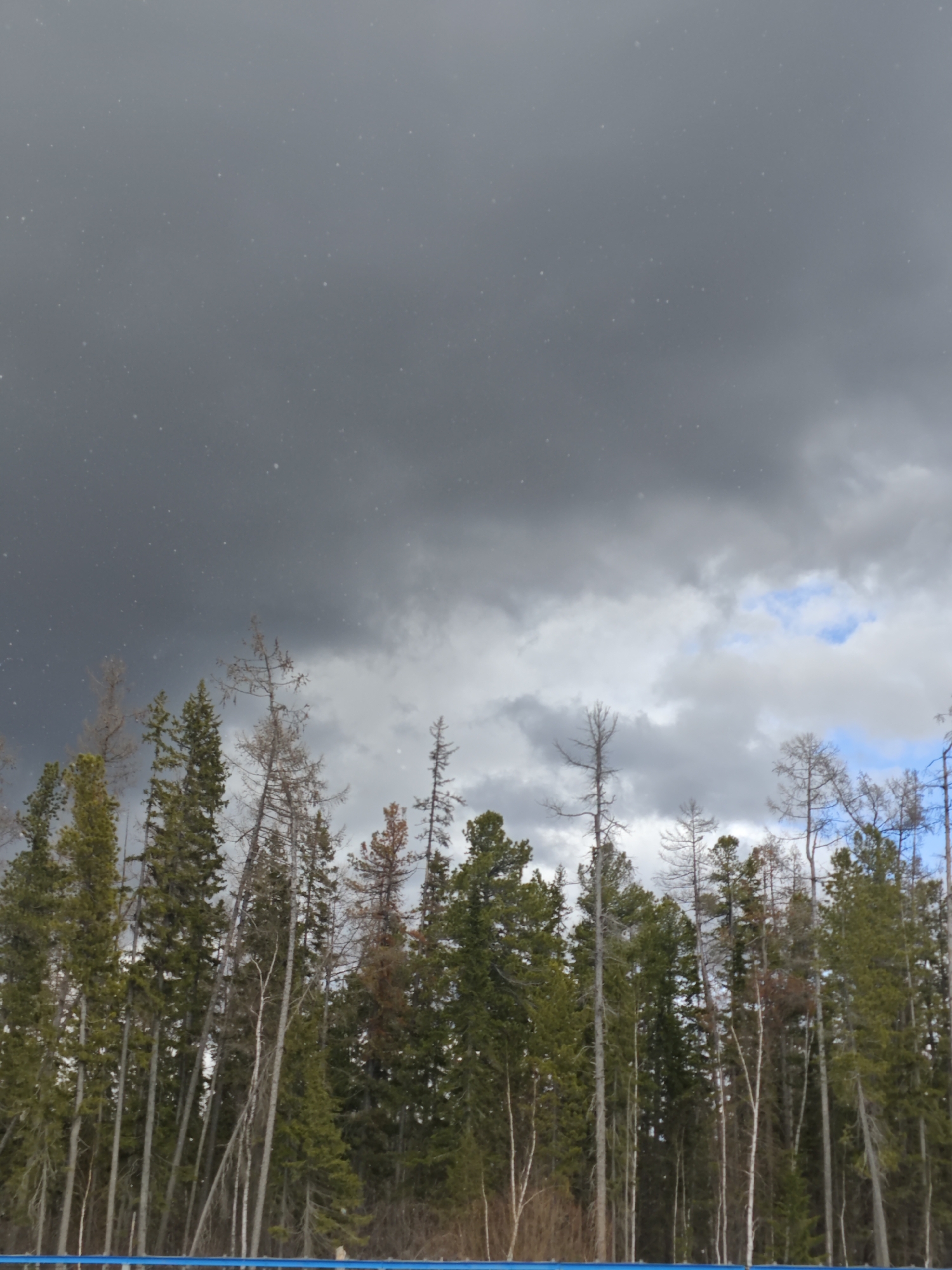 The image shows a forested area under a stormy sky. The sky is dominated by dark gray storm clouds with small white specks, likely snow or rain. Below the clouds, a line of trees is visible, including both coniferous and deciduous types, with some trees appearing bare or partially dead. At the very bottom of the image, there is a horizontal blue line. The location is Unknown, Russia. There are no people visible in the image.
