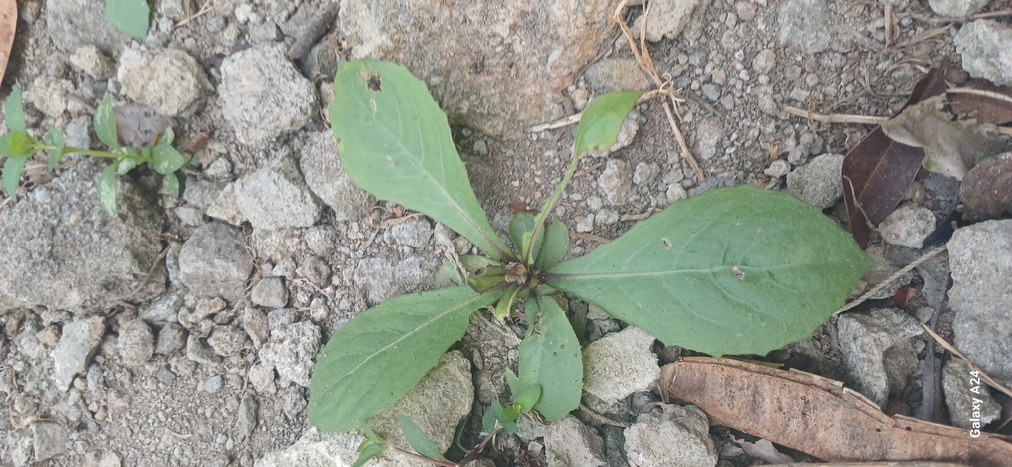 A close-up, overhead shot captures a small, leafy green plant growing amidst a bed of rocks and dirt. The plant has several large, ovate leaves with serrated edges and a central stem that appears reddish-purple. Some leaves have small holes or blemishes. To the left of the main plant, a dried seed pod lies on the ground. The environment is dry and appears to be an outdoor setting with rough terrain. The image was captured in Kuwarisan, Indonesia, likely in a rural or undeveloped area given the natural ground cover. No people or actions are depicted.
