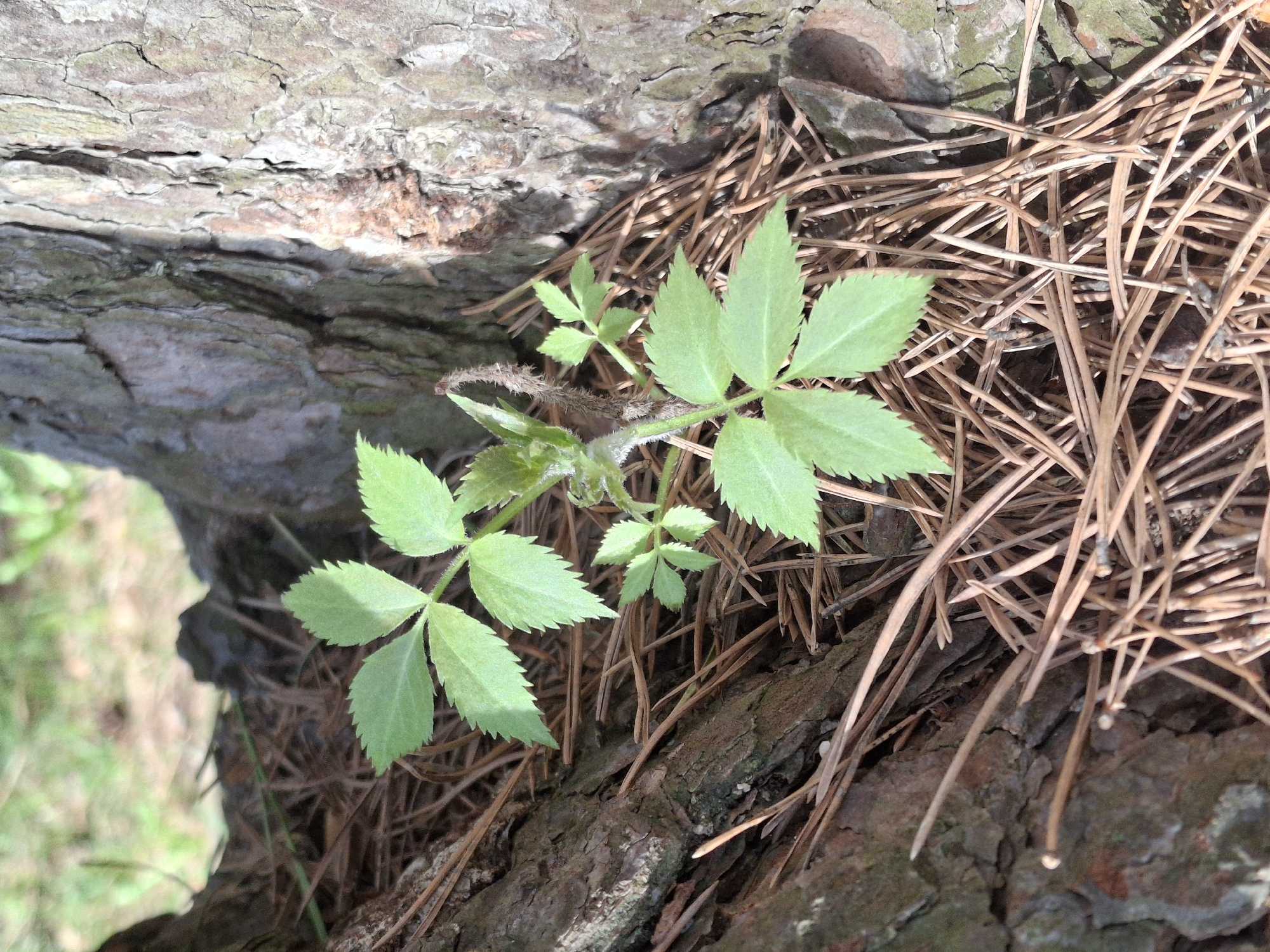 The image presents a close-up, high-angle view of a small, vibrant green plant growing at the base of a tree, likely in a forest in Chaikovsky, Russia. The central subject is a young plant with compound leaves, each leaflet featuring sharply serrated edges and a light green hue. Its stem appears slightly hairy and has a reddish-brown tint.
The plant emerges from a bed of numerous dry, reddish-brown pine needles, which cover a section of the ground and the tree's base. Surrounding the plant and needles is the rough, textured bark of a tree, exhibiting various shades of grey and brown, indicating its age and exposure to the elements. The scene is bathed in bright natural sunlight, creating distinct shadows and highlighting the intricate textures of the bark, the dry needles, and the fresh green leaves.
No human activity is depicted. The image solely focuses on a moment of natural growth and the interplay of textures and colors within a woodland environment. The strong lighting suggests it is daytime. There is no visible text in the media file.