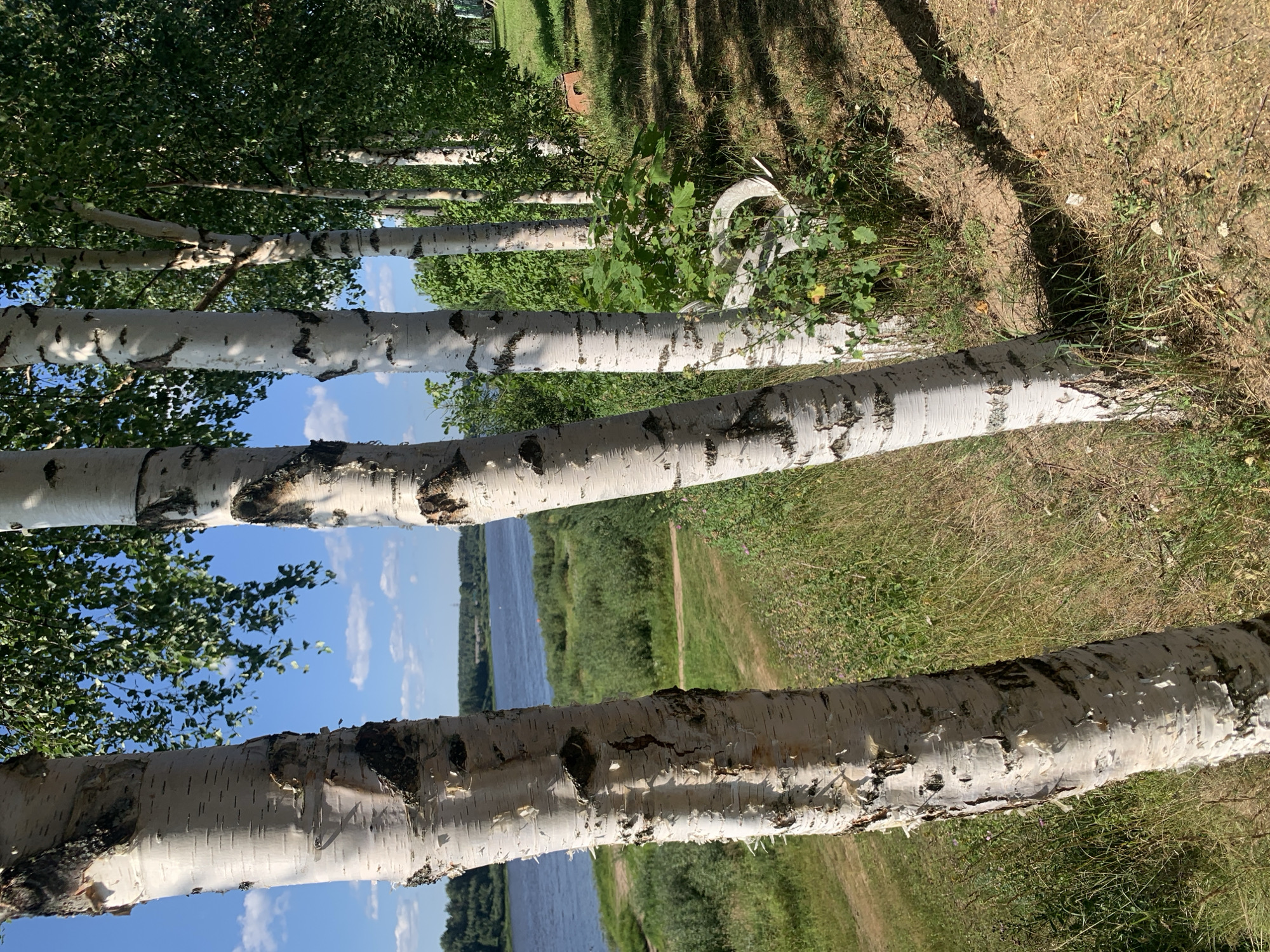 The image depicts a sunny day in Churelovka, Russia, with a focus on a row of birch trees lining a gentle slope overlooking a wide river. The birch trees, characterized by their white, peeling bark and dark markings, are positioned prominently in the foreground, with their trunks creating a vertical line against the landscape. Beyond the trees, a lush green riverbank is visible, leading down to a calm blue river that stretches towards a distant, tree-lined horizon. The sky is a clear blue with scattered white clouds. The ground in the foreground is covered with dry grass and some greenery. A white object, possibly a bench or a piece of garden furniture, is partially obscured by vegetation to the right of the birch trees. The overall scene conveys a natural, serene outdoor setting.
