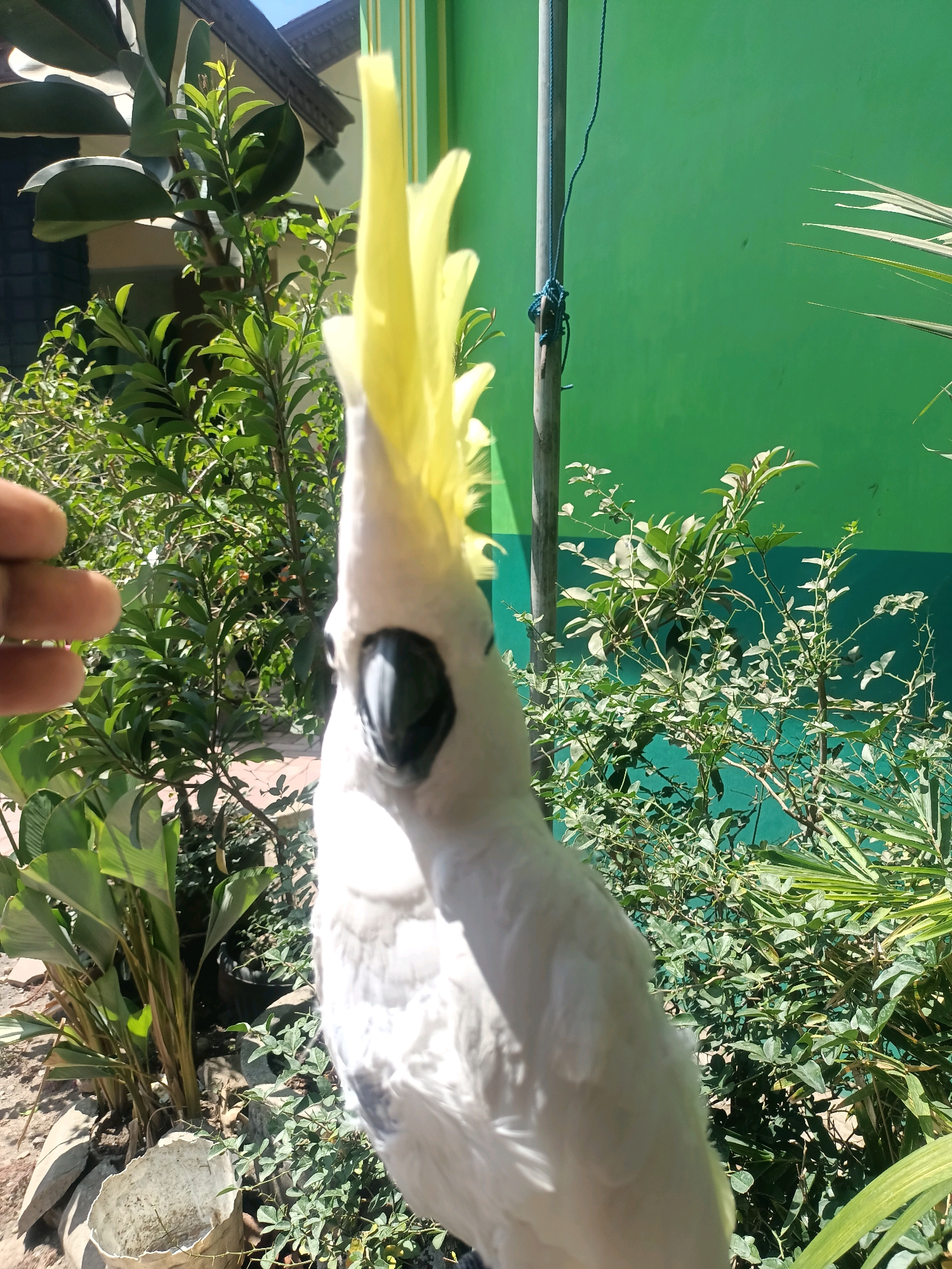 A white cockatoo with a bright yellow crest is held by a person's hand on the left side of the frame. The bird is facing forward, with its beak visible. The background is dominated by lush green foliage and a bright green wall. A wooden pole with blue string is also present in the background. The scene appears to be outdoors, possibly in a garden or yard, given the abundance of plants and the outdoor wall. The lighting suggests it is daytime. While specific landmarks within Trenggalek, Indonesia are not identifiable, the overall setting is consistent with a tropical or subtropical urban environment.