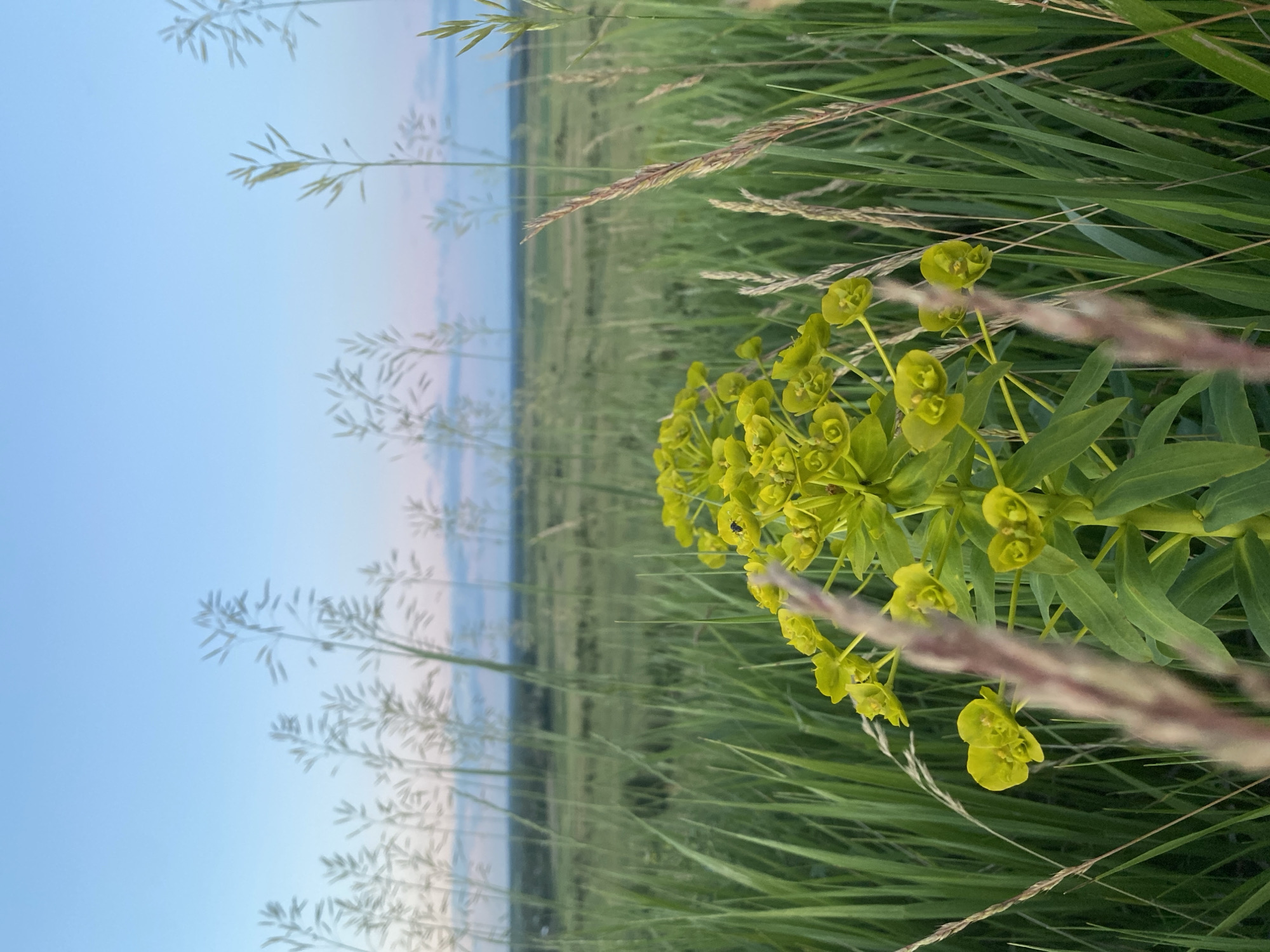 The image depicts a close-up view of a tall, green plant with bright yellow flowers in a field. The plant is positioned in the foreground, slightly off-center to the left, with its flowering top prominently displayed. The flowers are small and clustered, with a distinctive cup-like shape. One of the flowers has a small black insect on it. The background consists of a wide expanse of green grass and other tall, slender plants, suggestive of a meadow or field. In the distance, a faint horizon line separates the field from a pale blue sky with wispy clouds, indicating either sunrise or sunset. The overall impression is one of a natural, serene landscape. The provided location information is Ustyvytsia, Ukraine.