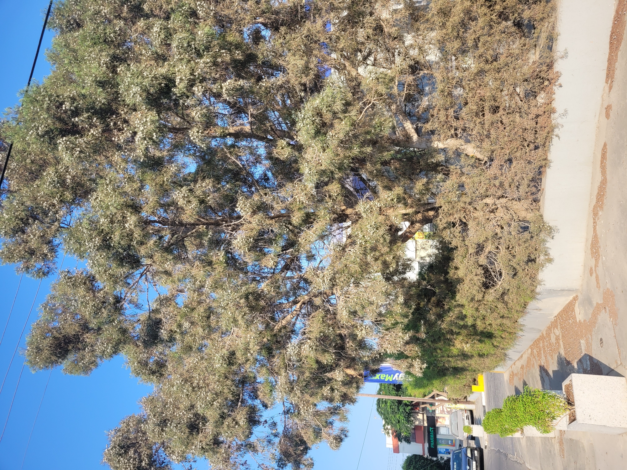 In Limassol, Cyprus, a mature tree with dense foliage, characterized by small white blossoms, dominates the scene. The tree's branches extend across the frame, partially obscuring the clear blue sky above. A black wire is visible running horizontally in the upper portion of the image. The tree stands adjacent to a grey concrete wall, with a paved walkway in front of it.
To the left of the tree, a row of rectangular planters containing small green bushes is arranged along the sidewalk. Beyond the planters, a street is visible with two parked cars. A dark-colored sedan is parked on the left side of the street, followed by a lighter-colored sedan. In the background, a building with signage that includes "PHARMACY" is present, along with other structures and vegetation. A bright blue sign with white text, partially obscured by the tree's branches, is also visible. The overall environment suggests an urban setting during daylight hours.