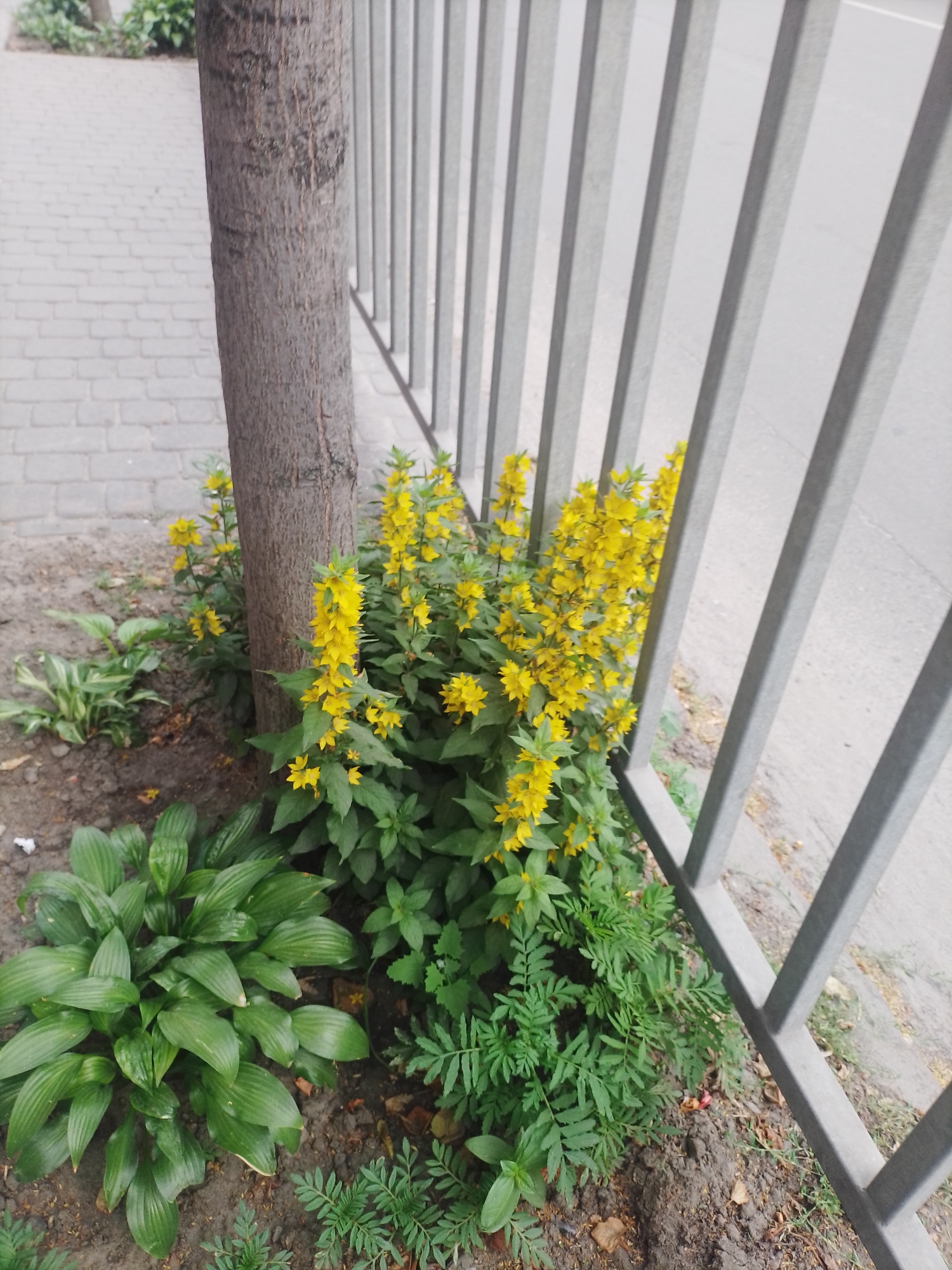 The image depicts a section of a sidewalk in Poltava, Ukraine, adjacent to a grey metal fence. A tree trunk is prominent in the foreground, to the left of the fence. A cluster of bright yellow flowers, likely Lysimachia punctata (Dotted Loosestrife), grows near the base of the tree. In front of the yellow flowers and to the left of the tree trunk, a dense clump of broad-leafed green plants, possibly Hosta, is visible. Between the Hosta and the yellow flowers, there are smaller, feathery green plants, possibly marigolds. The ground appears to be a mix of soil and fallen leaves. Beyond the fence, a paved surface, likely a road or another sidewalk, is visible. The overall scene suggests an outdoor urban environment with a patch of vegetation.