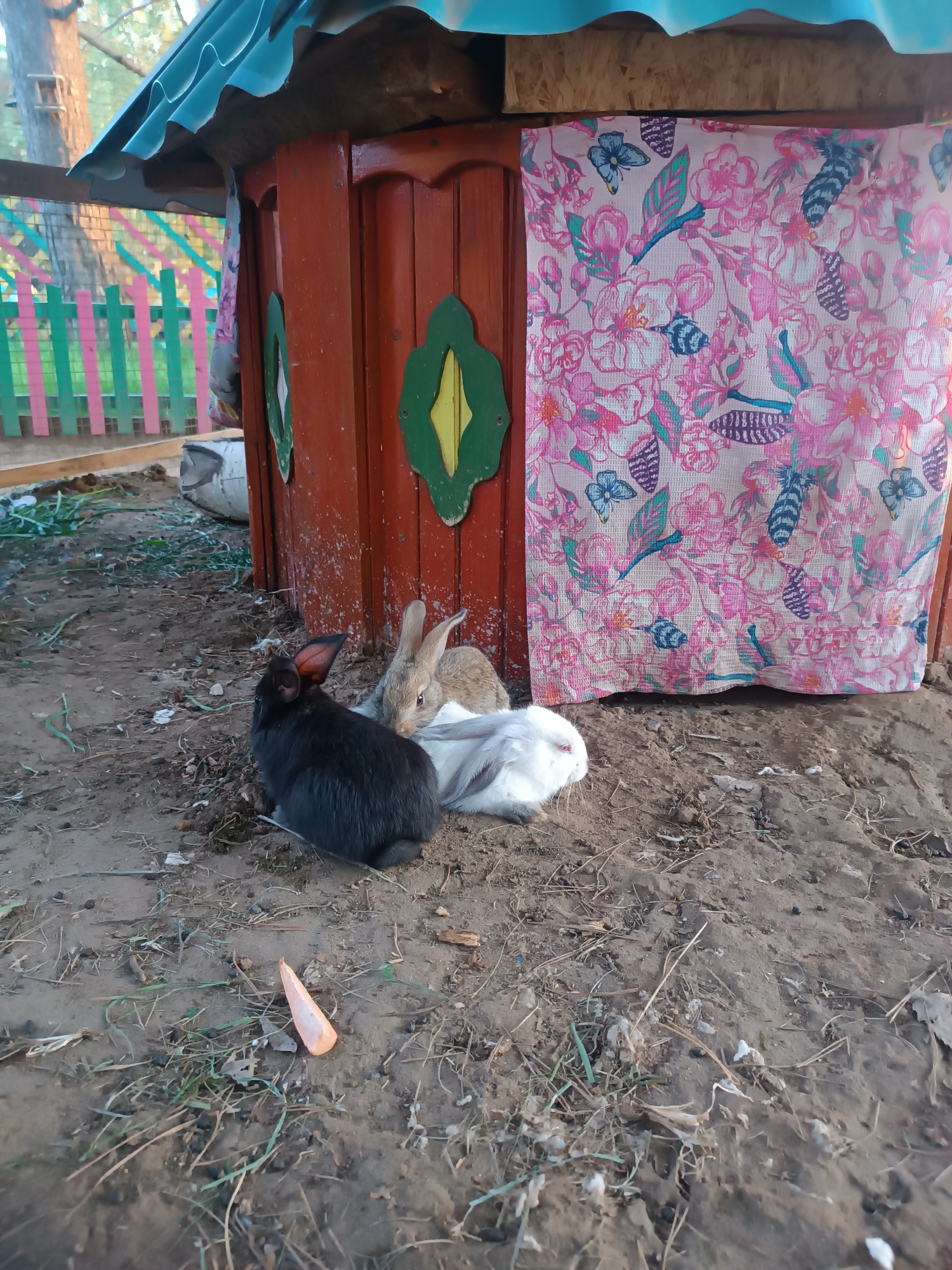 The image shows three rabbits of different colors (black, brown, and white) huddled together in front of a small, decorative wooden structure resembling a house. The structure has a turquoise roof and is adorned with green and yellow decorative elements. A floral-patterned curtain partially covers one side of the structure. A carrot lies on the ground near the rabbits. The surrounding environment is a dirt ground with scattered grass and debris. A colorful fence is visible in the background. The location is the city of Chaikovsky, Russia.