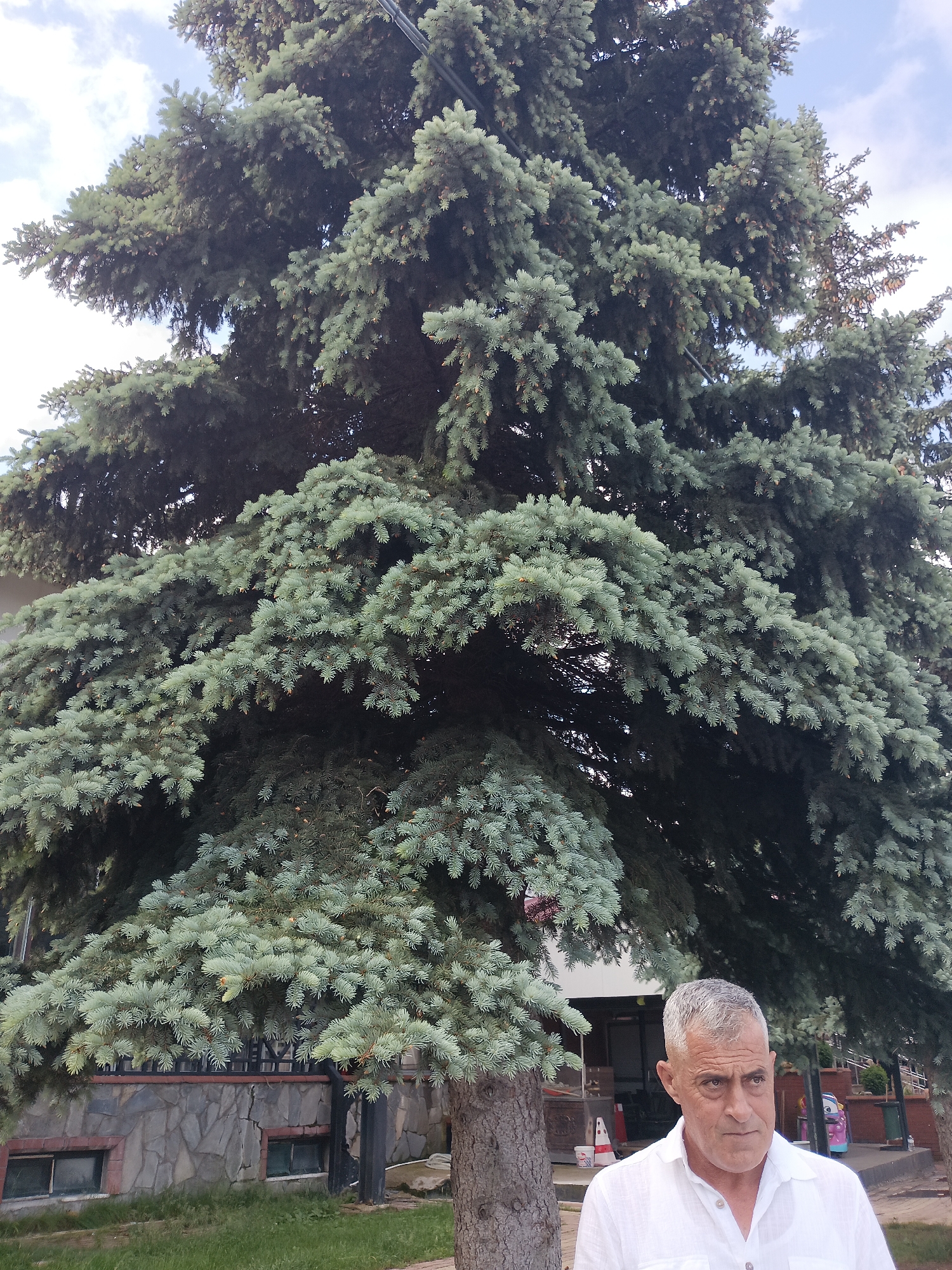 An outdoor, full shot captures a man in a white collared shirt standing in front of a large evergreen tree. The tree's needles are a distinct blue-green color. Behind the tree, a building with stone and brick accents and two windows is visible. The man, who appears to be in his late 50s or 60s, has gray hair and a serious expression. He is looking directly at the camera. The ground in front of the building is covered in green grass. The sky above is partly cloudy. The scene appears to be located in Seydişehir, Turkey.
