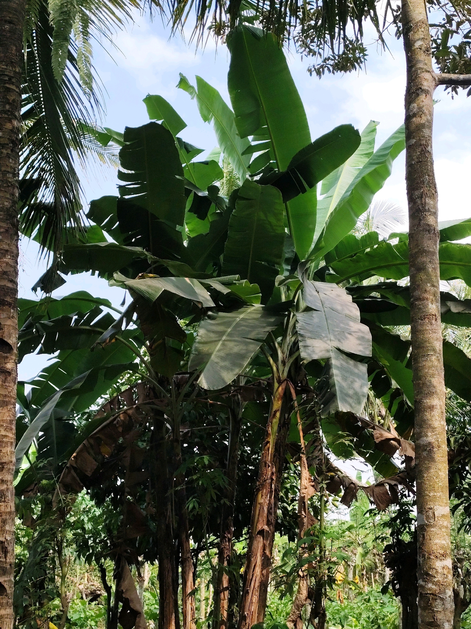 A vertical medium shot captures a dense tropical scene in Jambewangi, Indonesia, dominated by a large banana tree with broad green leaves and thick, fibrous brown trunks. To the left and right, other trees, including a palm on the far left with a textured brown trunk and a deciduous tree on the right with a rough, light brown trunk and visible branches, frame the banana plant. The background reveals a lush canopy of various green foliage, suggesting a dense forest or garden setting. The sky, visible in patches between the leaves, is a pale blue with hints of white clouds, indicating a bright, possibly sunny day. The overall impression is one of abundant vegetation and a natural, humid environment. There are no people or animals visible in the frame, nor any discernible actions or interactions.