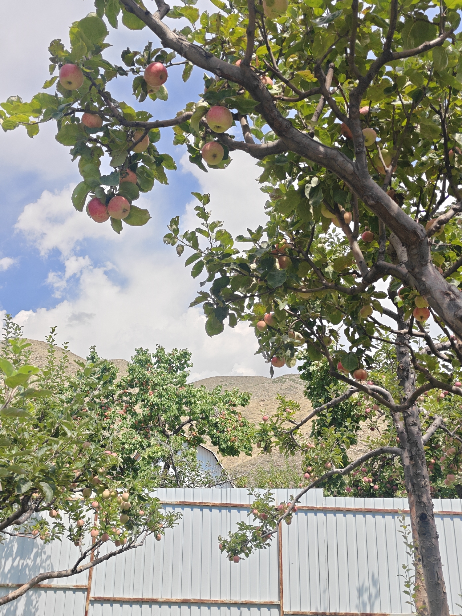 This image captures an apple tree laden with ripe red and green apples, set against a backdrop of a bright blue sky with scattered white clouds. The tree is in the foreground, its branches extending towards the viewer, with numerous apples visible amongst the green leaves. In the middle ground, a white corrugated metal fence runs horizontally across the frame. Behind the fence, more trees with apples are visible, suggesting an orchard. Further in the background, rolling hills with sparse vegetation are illuminated by sunlight. The scene appears to be outdoors, likely in a rural or semi-rural setting, characteristic of locations such as Cholpon-Ata, Kyrgyzstan, known for its fruit-bearing trees and scenic landscapes. There are no people or animals present in the image. The overall impression is one of abundance and a natural, sun-drenched environment.