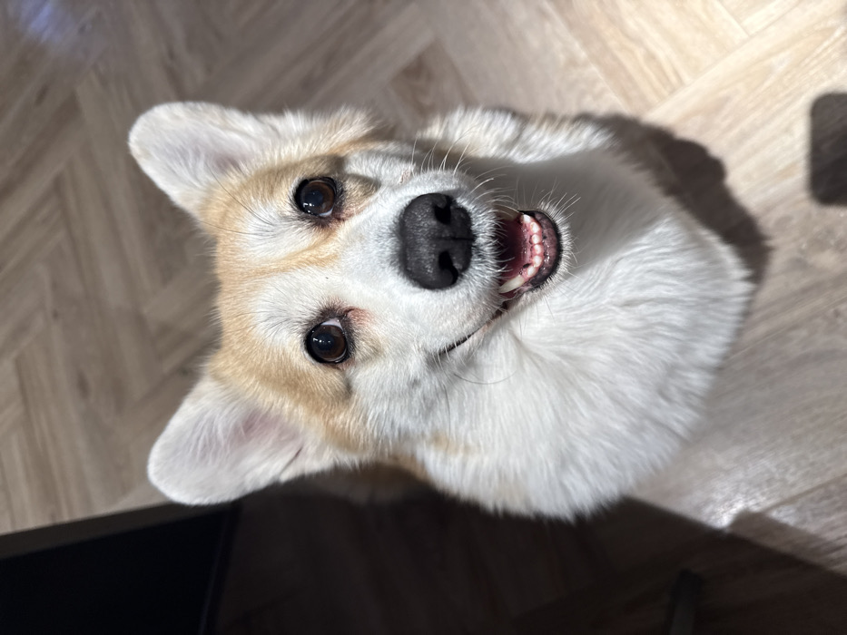 A close-up, slightly angled view of a corgi dog. The dog has white and tan fur, with upright ears and round, dark eyes looking directly at the camera. Its black nose is prominent, and its mouth is slightly open, revealing some teeth. The background shows a wooden floor, and a dark shadow falls across the bottom left corner of the image.