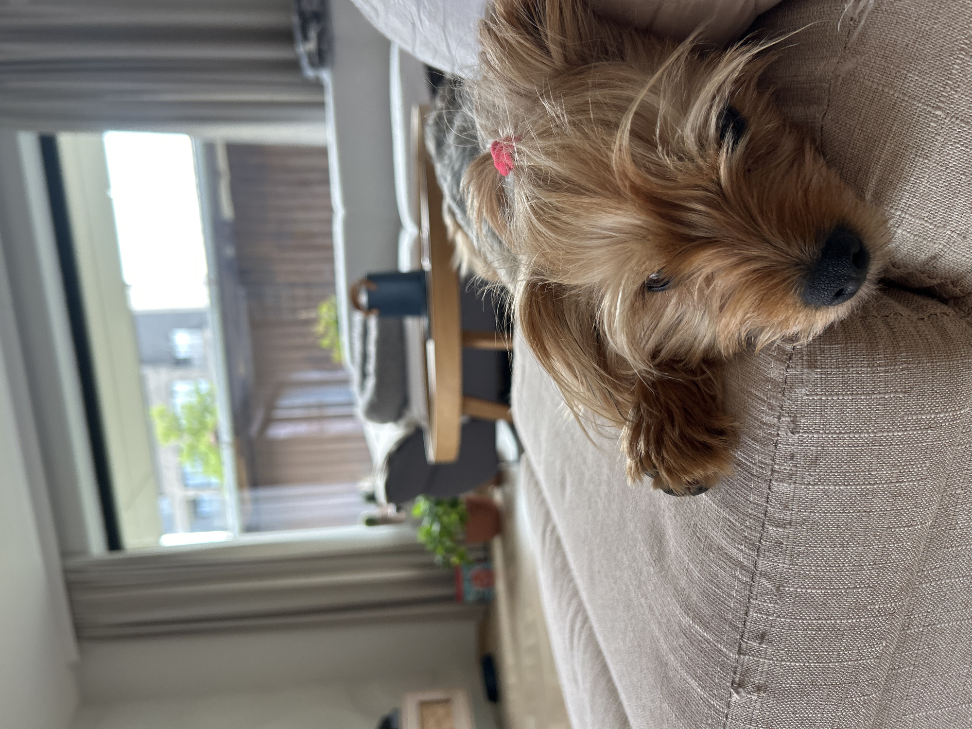 A brown Yorkshire Terrier with a pink hair tie lies on a beige sofa. A window shows a blurry cityscape, potentially in Sofia, Bulgaria, with a building across a street and trees visible. Inside, there is additional furniture and a plant.