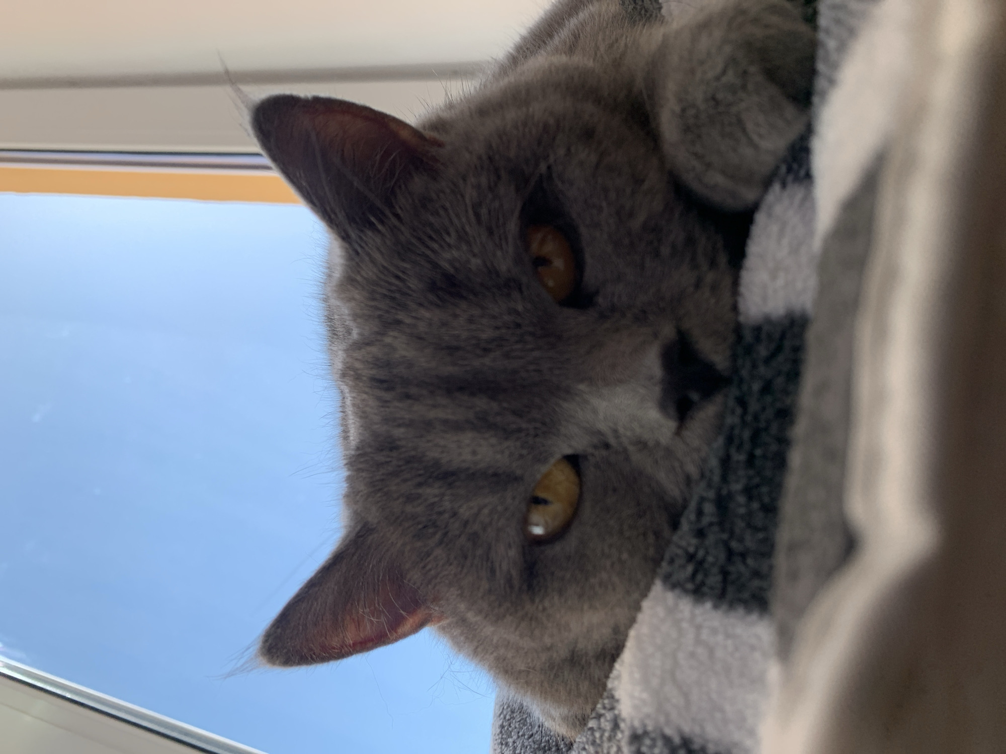 The image shows a close-up of a gray cat peeking over a blanket. The cat has yellow eyes and is looking downwards. The background is a bright blue sky, suggesting it is daytime. There are hints of a window frame at the bottom of the image, and a striped blanket is draped over the cat. The cat appears relaxed and is partially obscured by the blanket. The scene is likely indoors, near a window. No text is visible in the image.