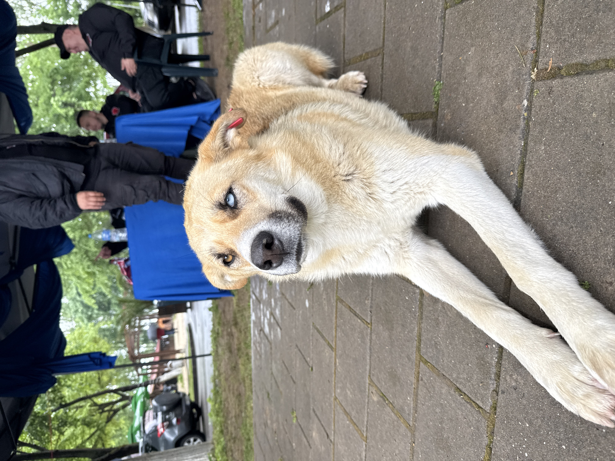 A tan and white dog with heterochromia is lying on a paved surface, likely a sidewalk, near tables covered in blue cloths and people sitting in chairs. The scene seems to be outdoors, possibly in the city of Kozloduy, Bulgaria. A car is parked in the background. The dog is lying down, with its front paws outstretched. People are sitting at the table in the background.