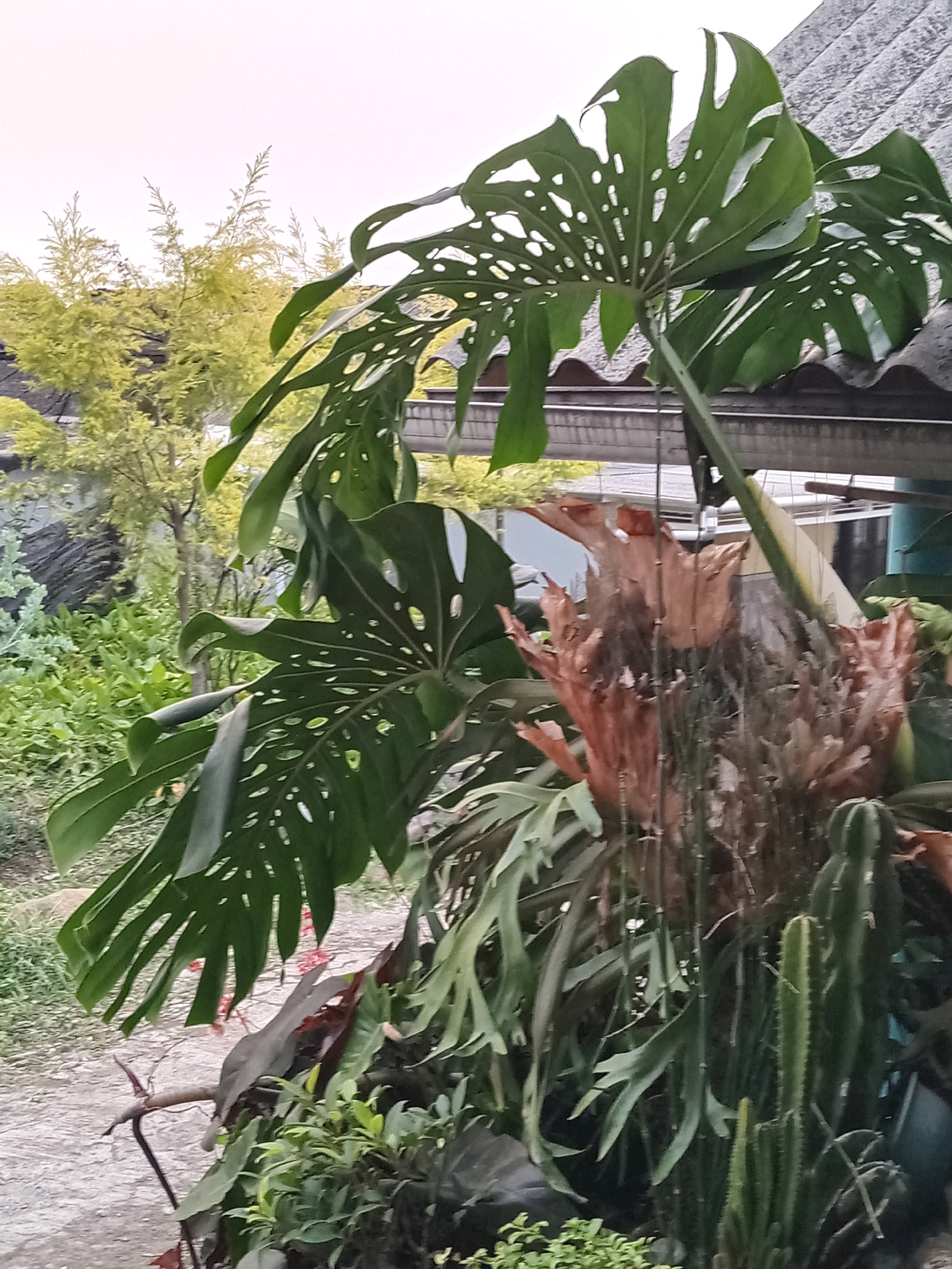 This is a medium shot, outdoor, eye-level photograph taken in Claket, Indonesia. The main subjects are several types of plants. In the foreground and center, a large Monstera deliciosa plant with its characteristic split leaves dominates the frame. To its right and slightly behind, a Staghorn Fern (Platycerium) is visible, characterized by its broad, leathery fronds and a dense, brown, shield-like base. To the right of the Staghorn Fern, several columnar cacti are present. In the mid-ground, a variety of smaller green plants and some reddish-brown leaves create a dense undergrowth. In the background, out of focus, there are trees with yellow-green foliage, a portion of a building with a corrugated roof, and a cloudy sky. The ground visible in the lower left is a rough, light-colored path or patio. The scene appears to be an outdoor garden or patio area.